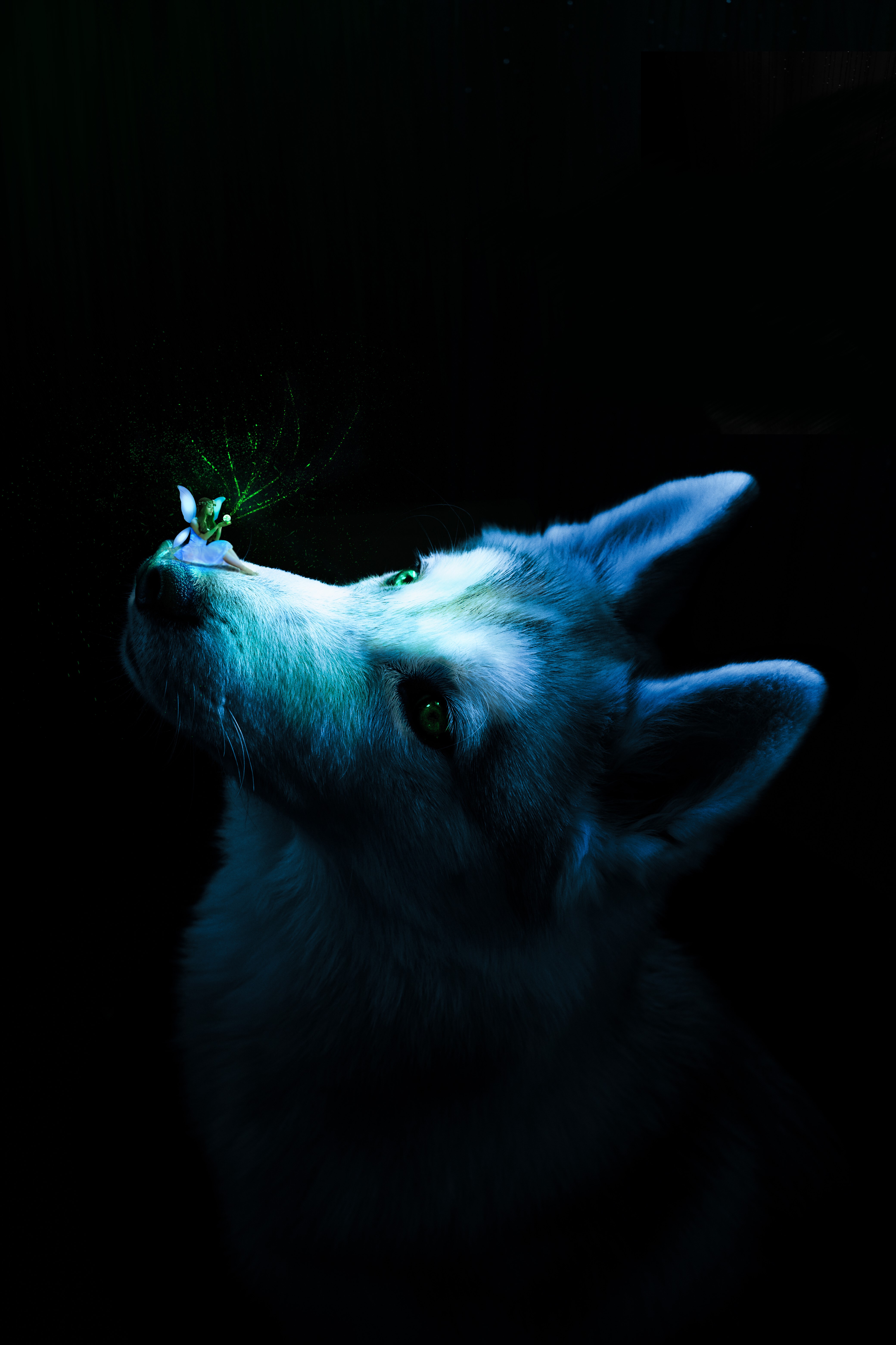 Husky dog looking at a glowing dandelion seed head HD Phone Wallpaper