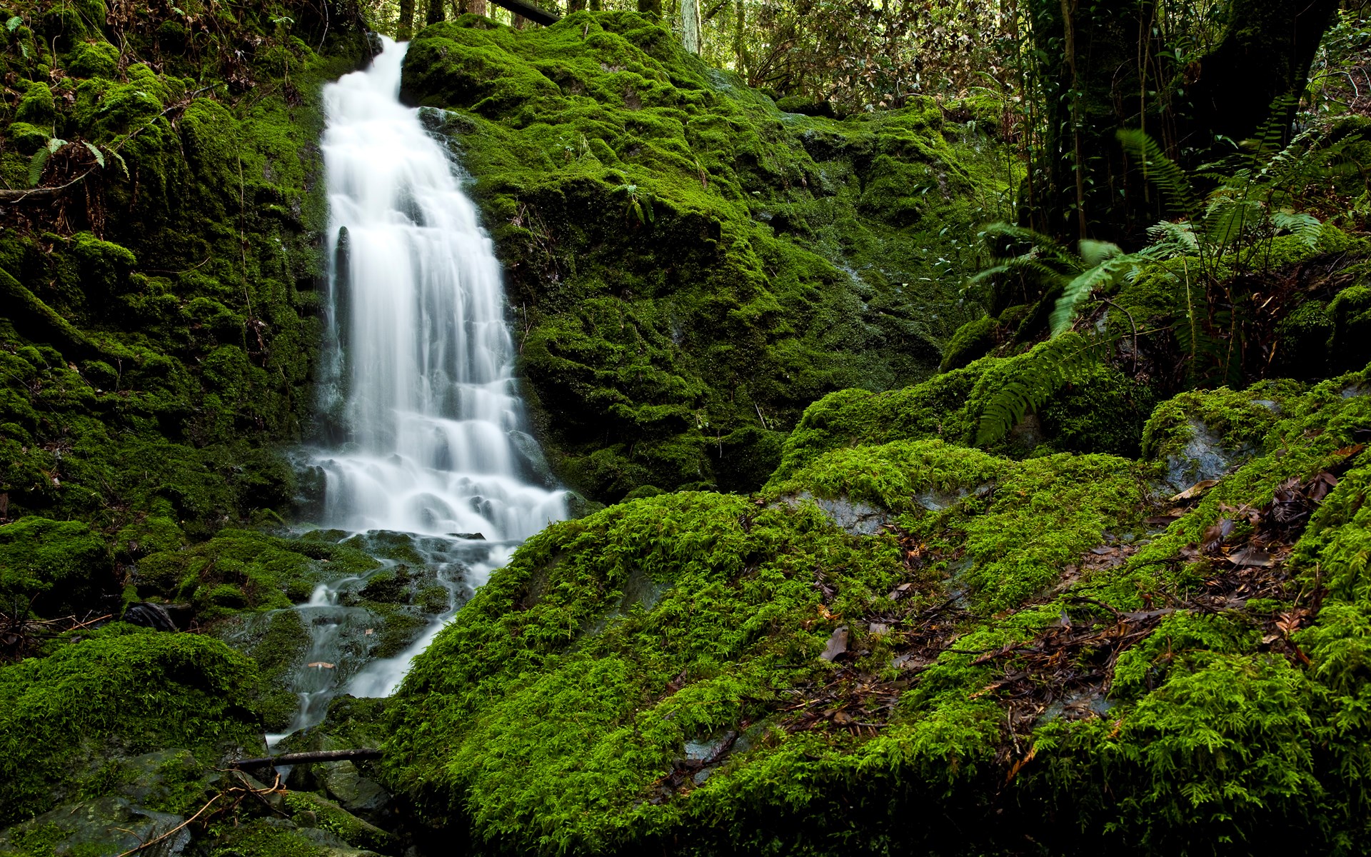 Moss-covered rocks and a waterfall in a forest HD Wallpaper