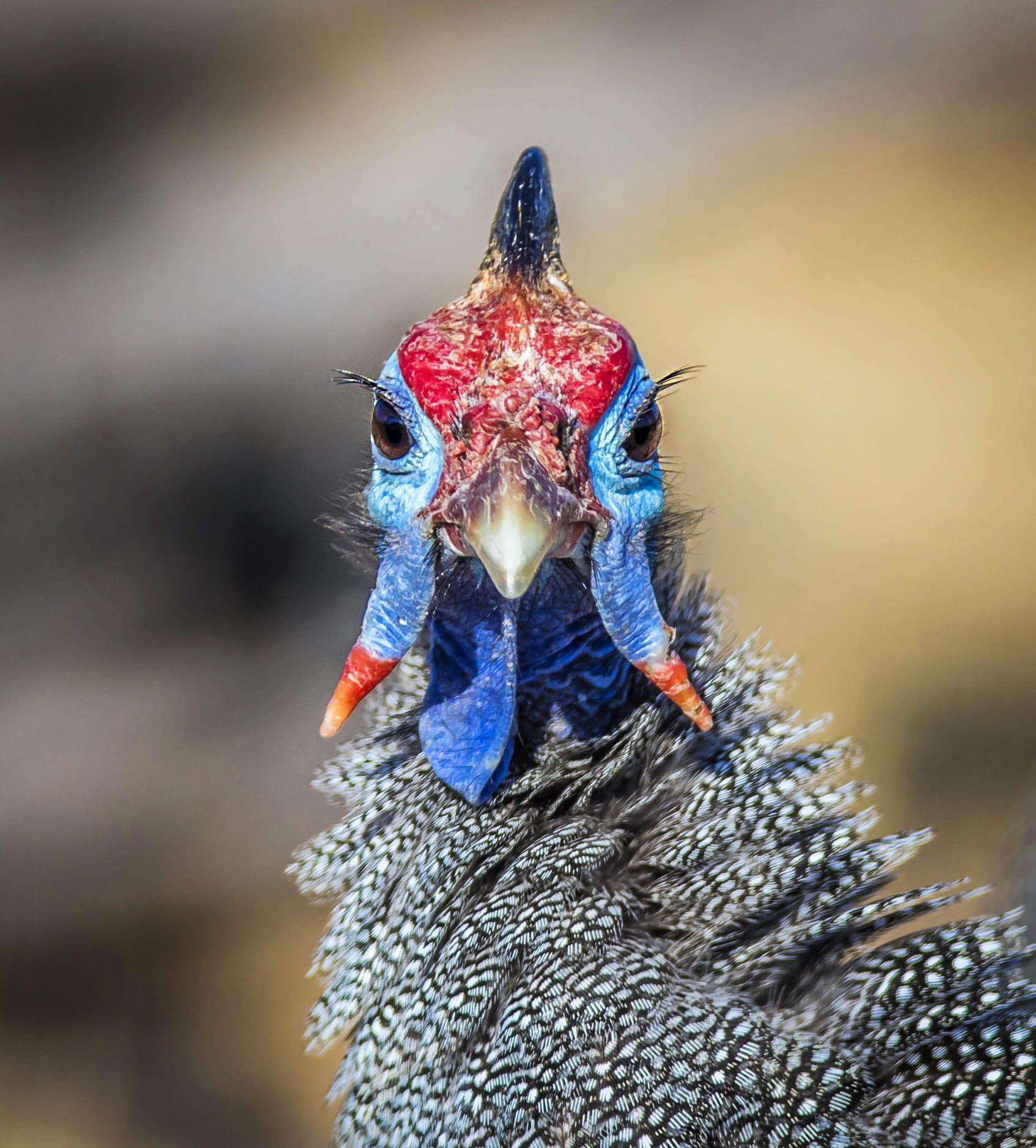 Close-up of a Helmeted Guineafowl in Botswana HD Phone Wallpaper