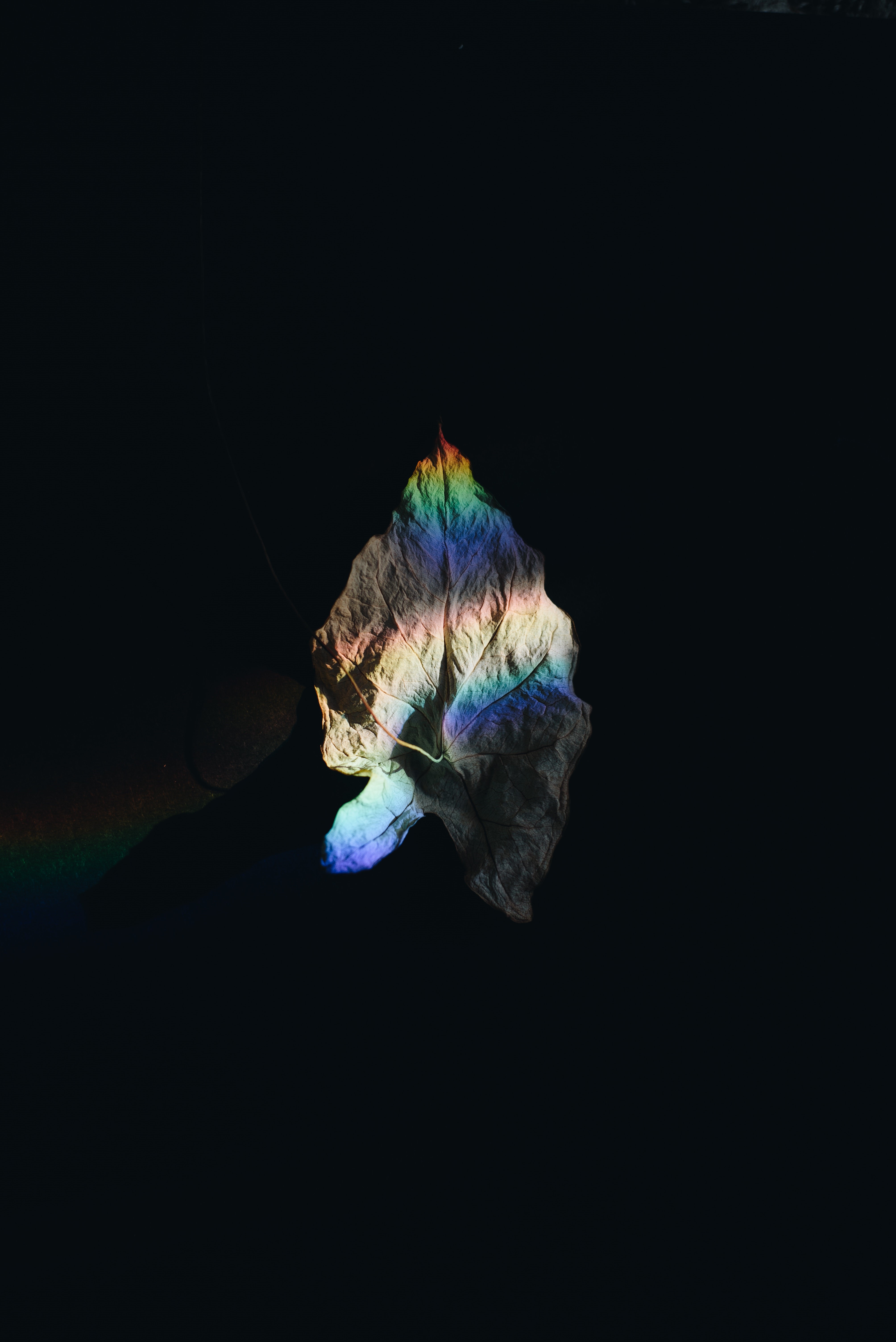 A leaf with rainbow light on a black background HD Phone Wallpaper