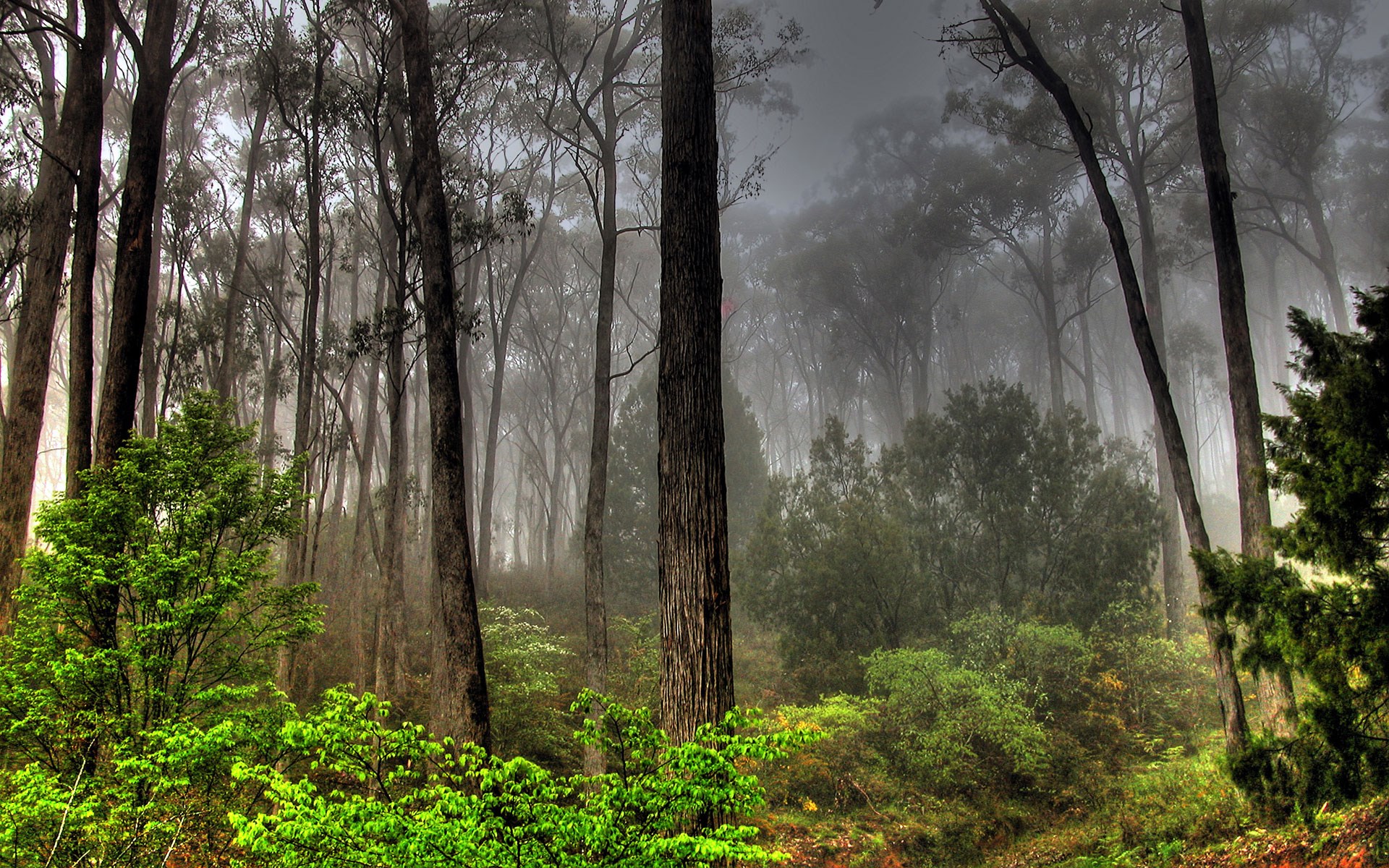 Misty forest with tall trees and green foliage HD Wallpaper