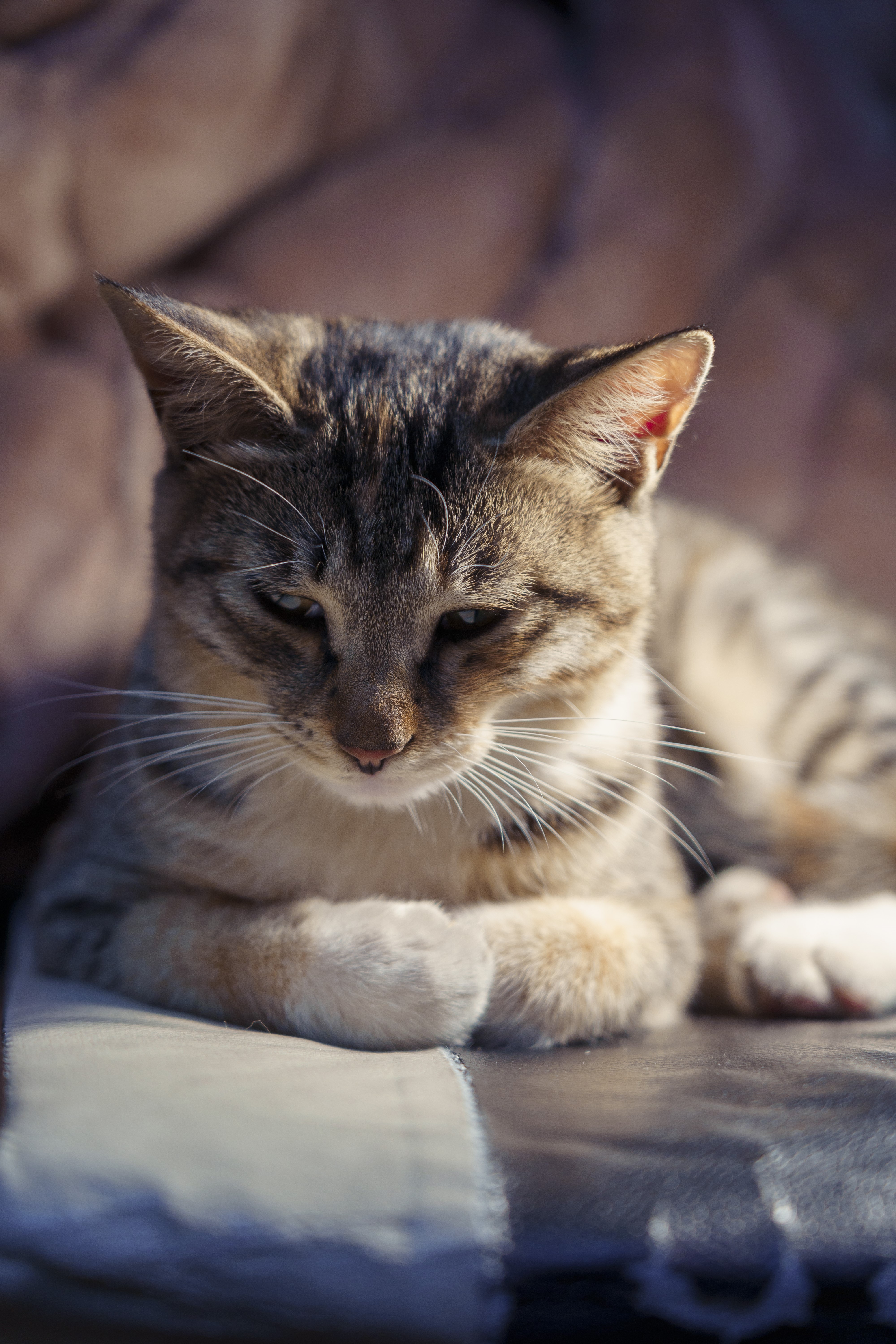 A tabby cat rests on a patterned surface HD Phone Wallpaper