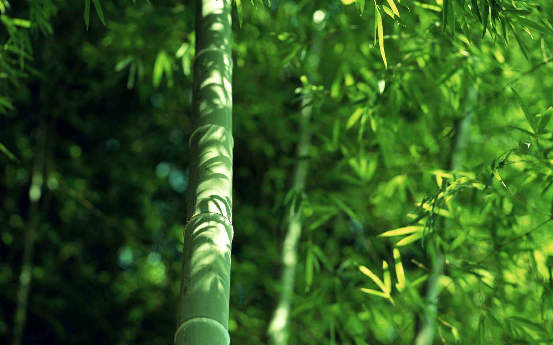 Bamboo stalks and leaves in sunlight HD Wallpaper