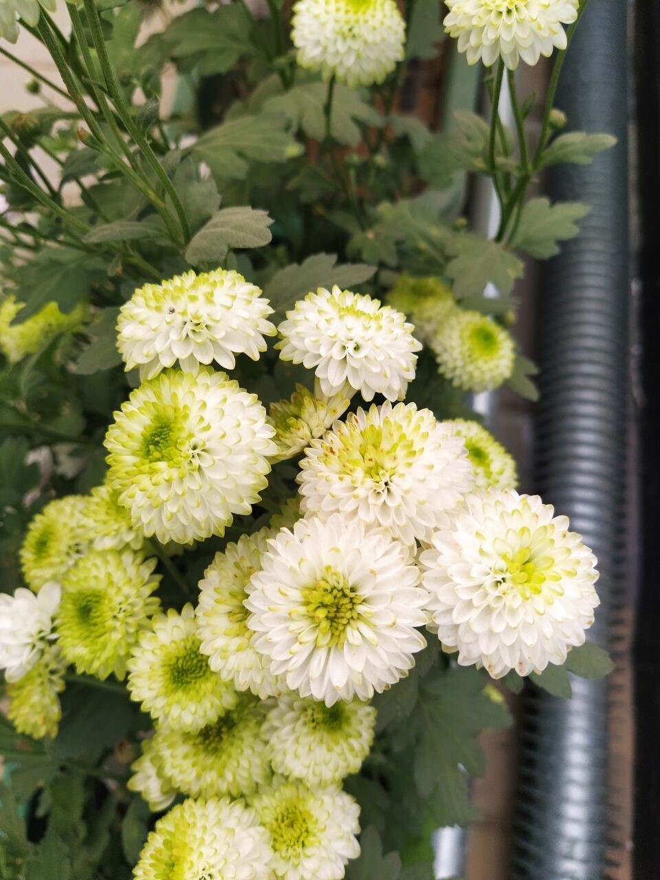 White and green chrysanthemum flowers HD Phone Wallpaper