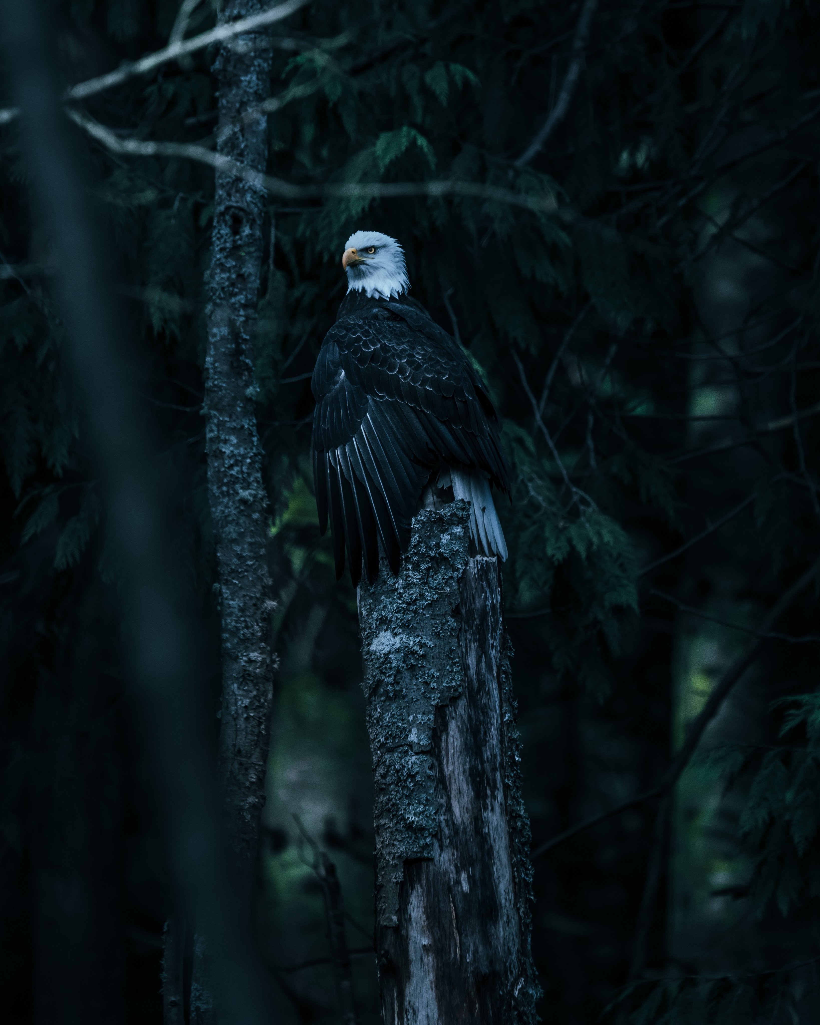 Bald eagle perched on a tree stump HD Phone Wallpaper