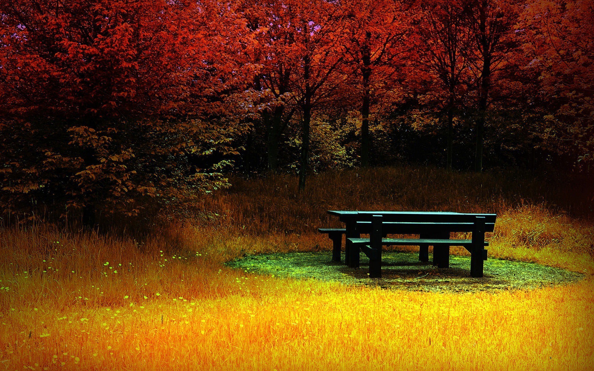 Picnic table in a vibrant autumn forest HD Wallpaper
