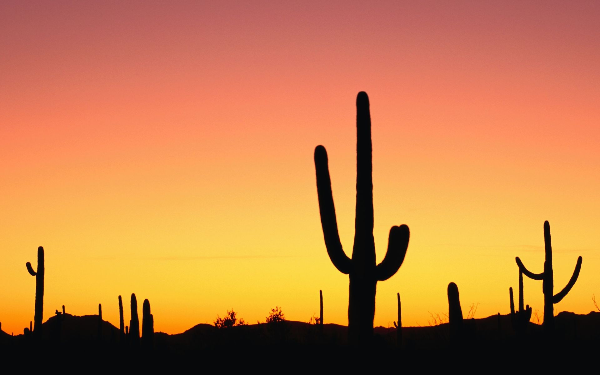 Desert landscape at sunset with saguaro cacti silhouettes HD Wallpaper