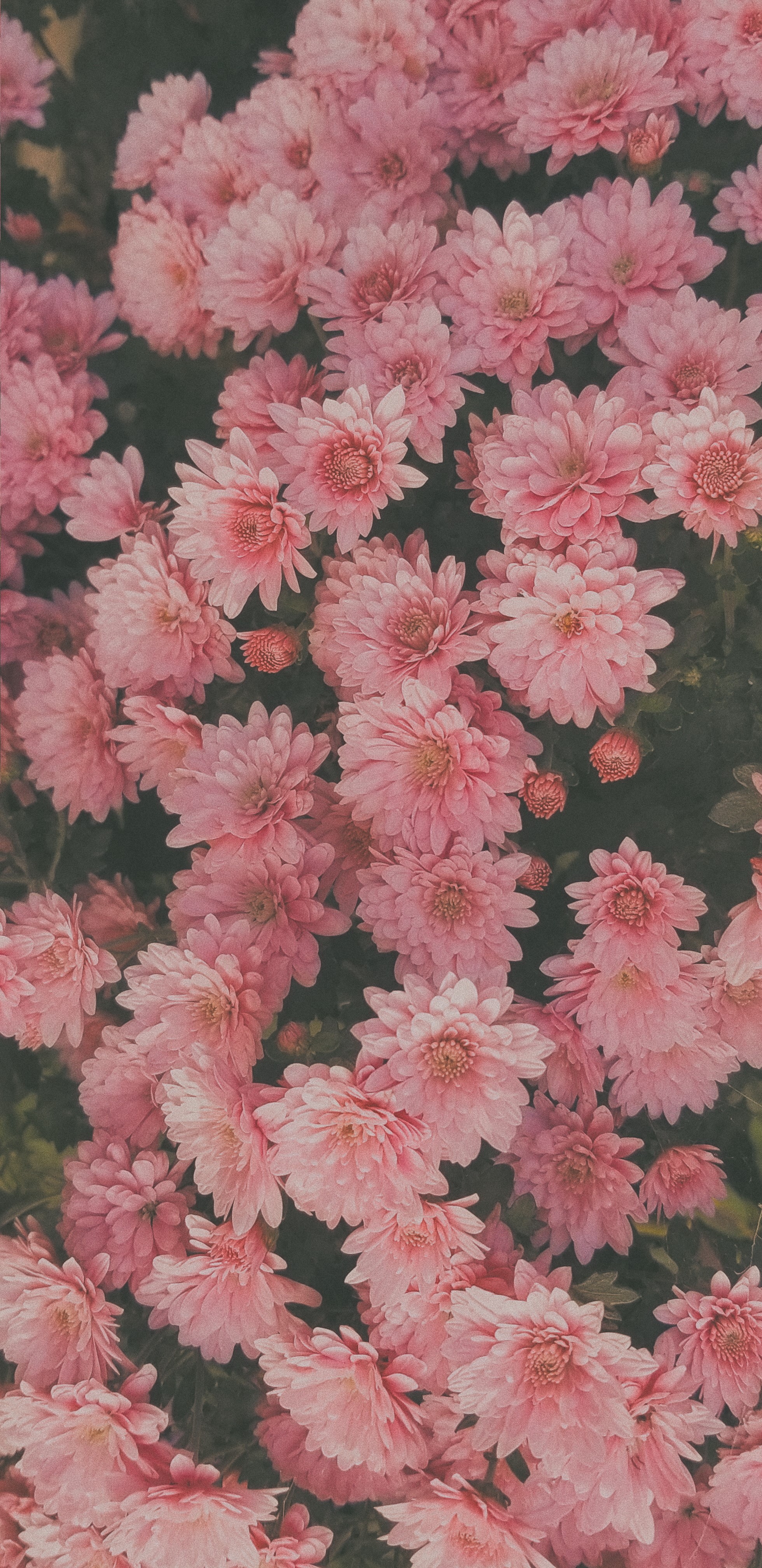 Close-up of pink chrysanthemum flowers HD Phone Wallpaper