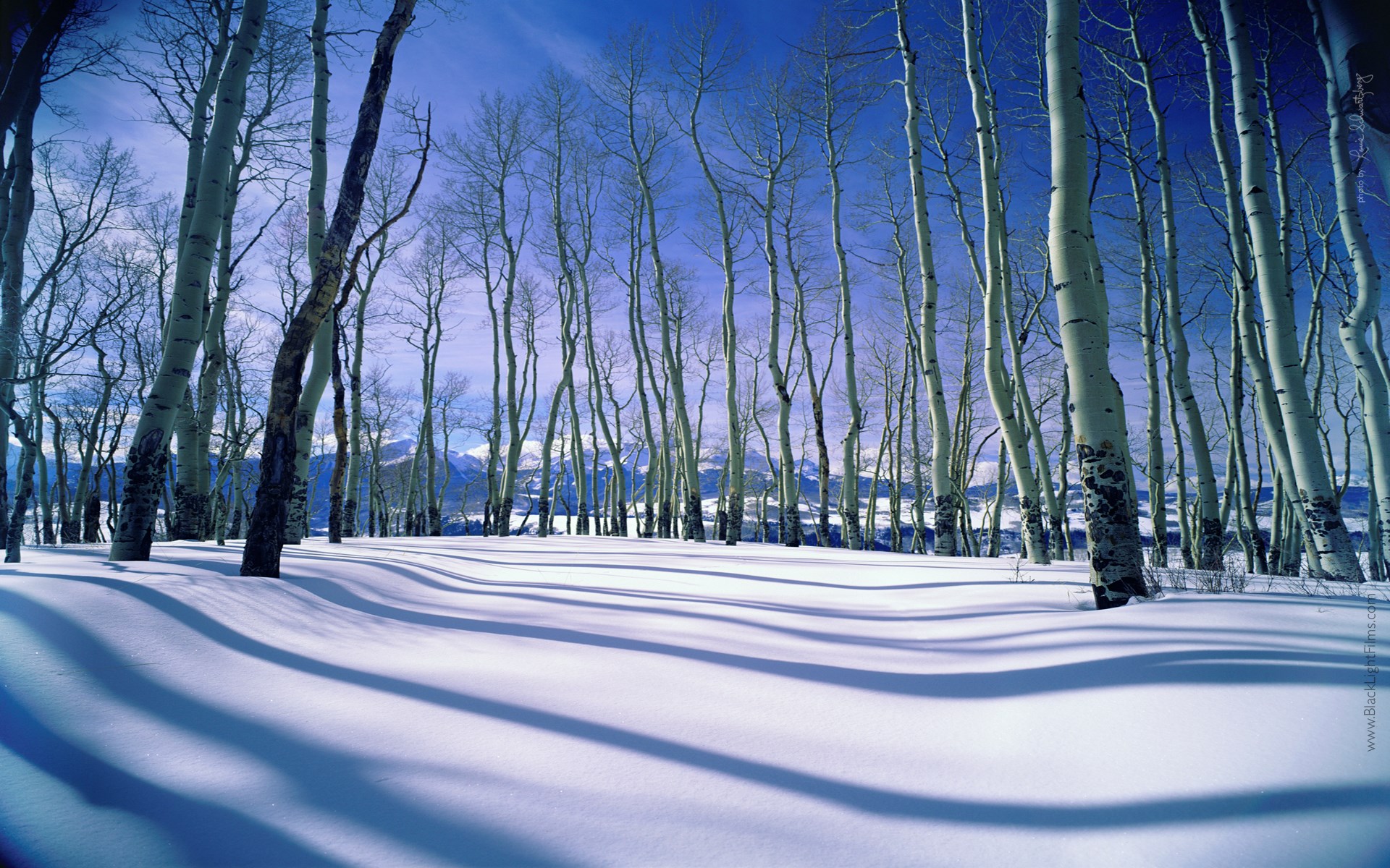 Aspen trees in a snowy landscape with mountains HD Wallpaper