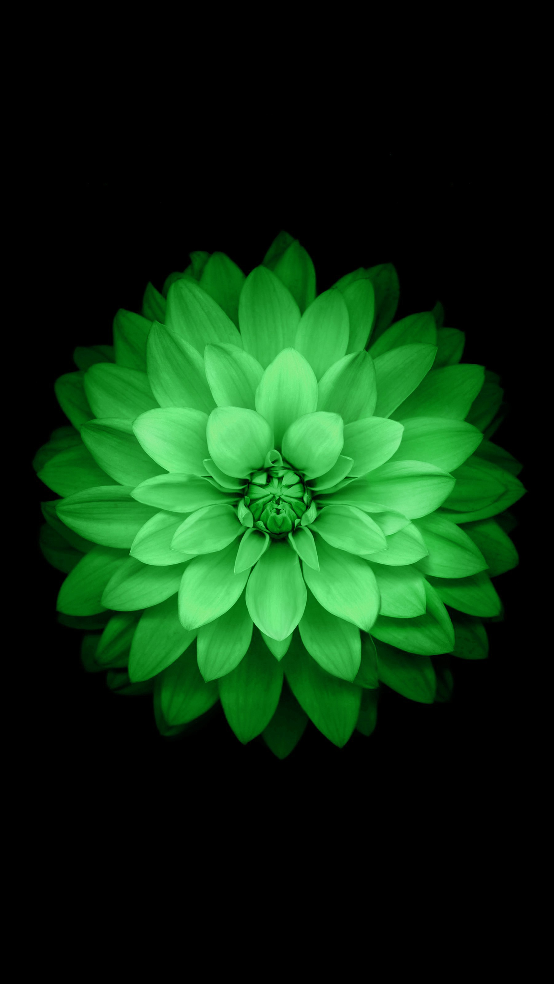 Green dahlia flower on black background HD Phone Wallpaper
