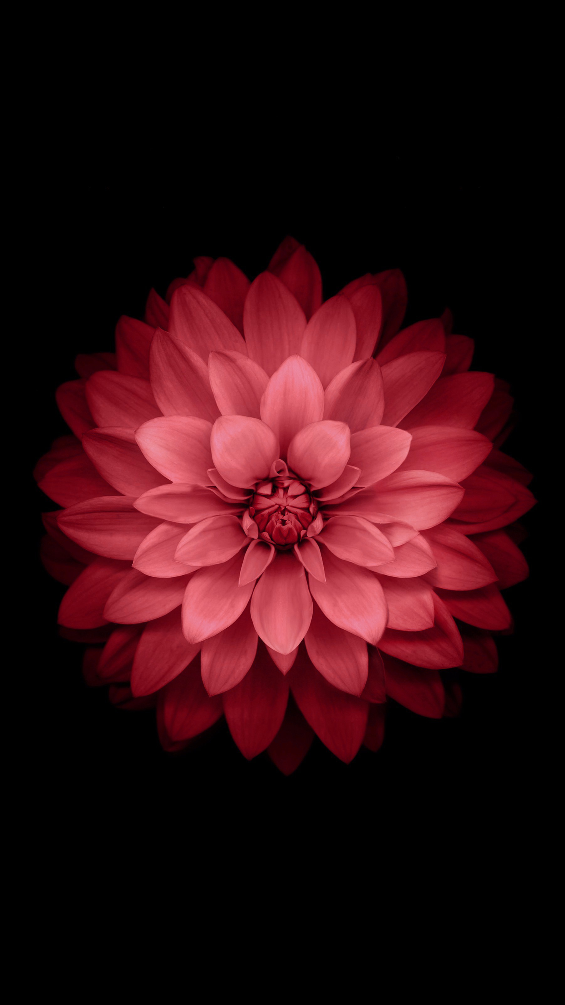 Red dahlia flower on black background HD Phone Wallpaper