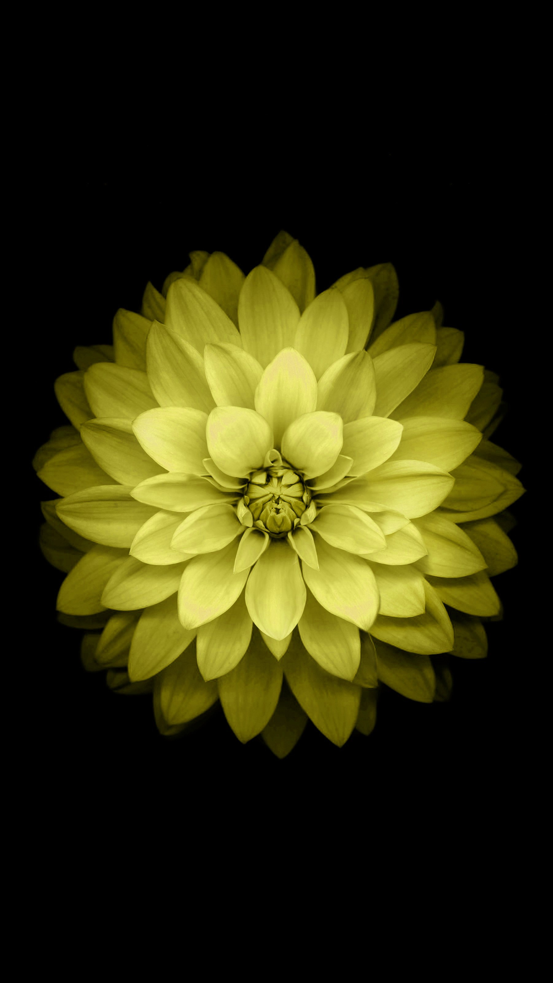 Yellow dahlia flower on black background HD Phone Wallpaper