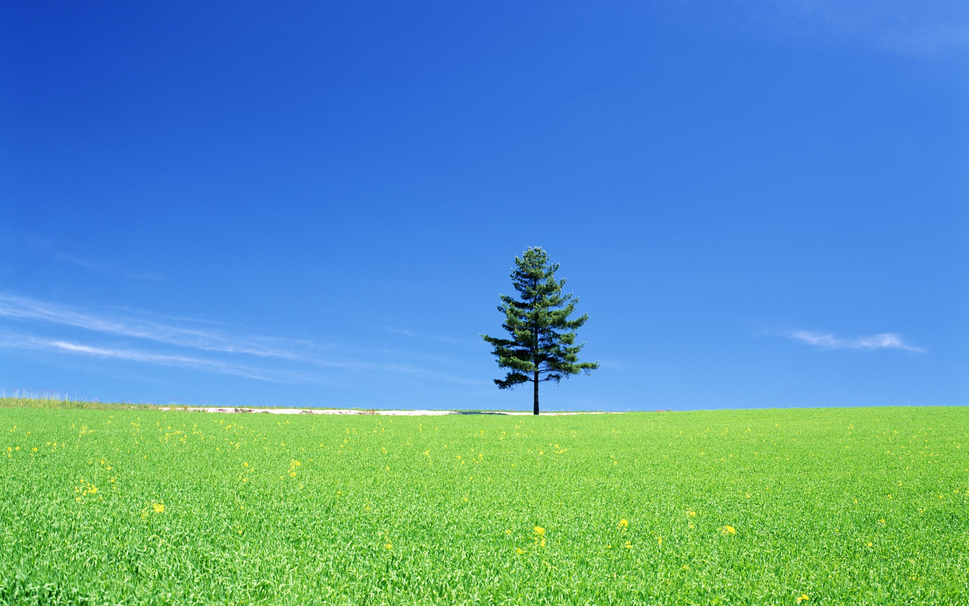 Lone tree in a green field under a blue sky HD Wallpaper