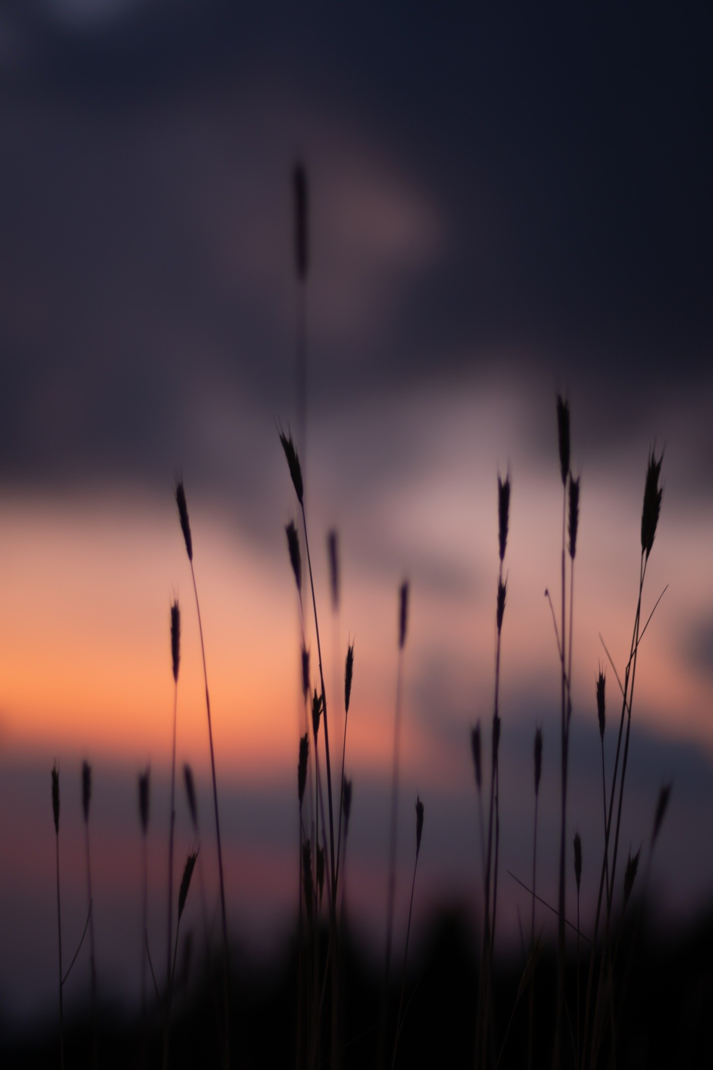 Silhouette of grass against a sunset sky HD Phone Wallpaper