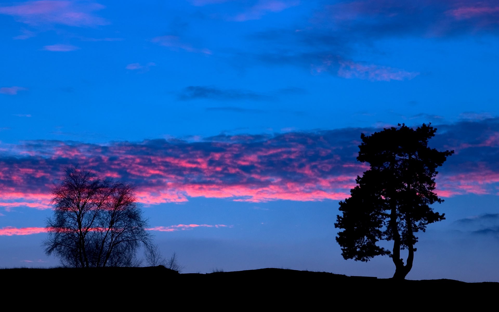 Silhouette of trees against a colorful sunset sky HD Wallpaper