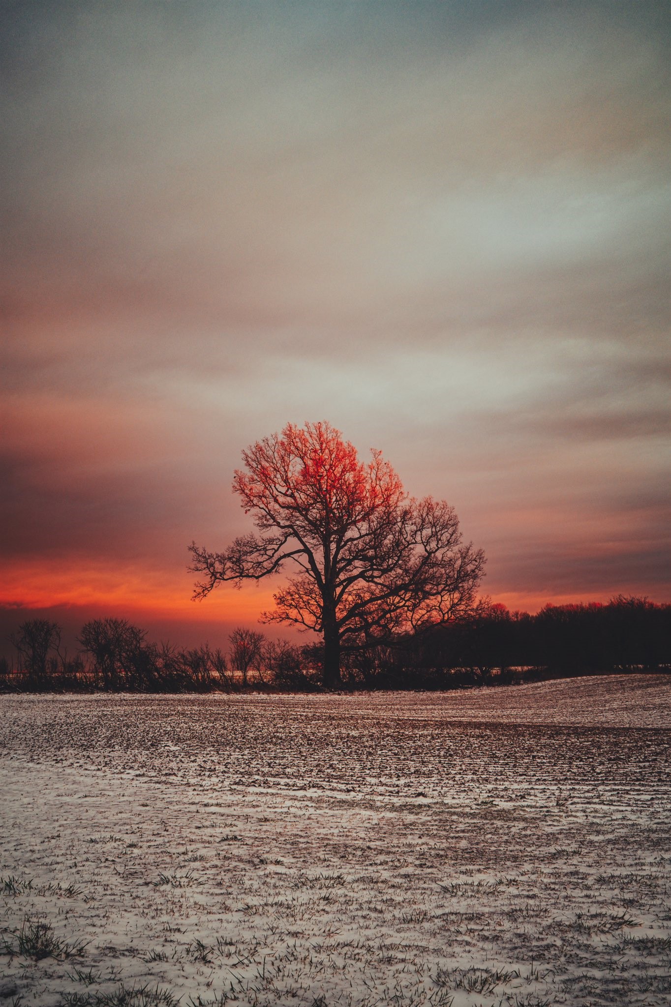Tree silhouetted against a sunset sky HD Phone Wallpaper