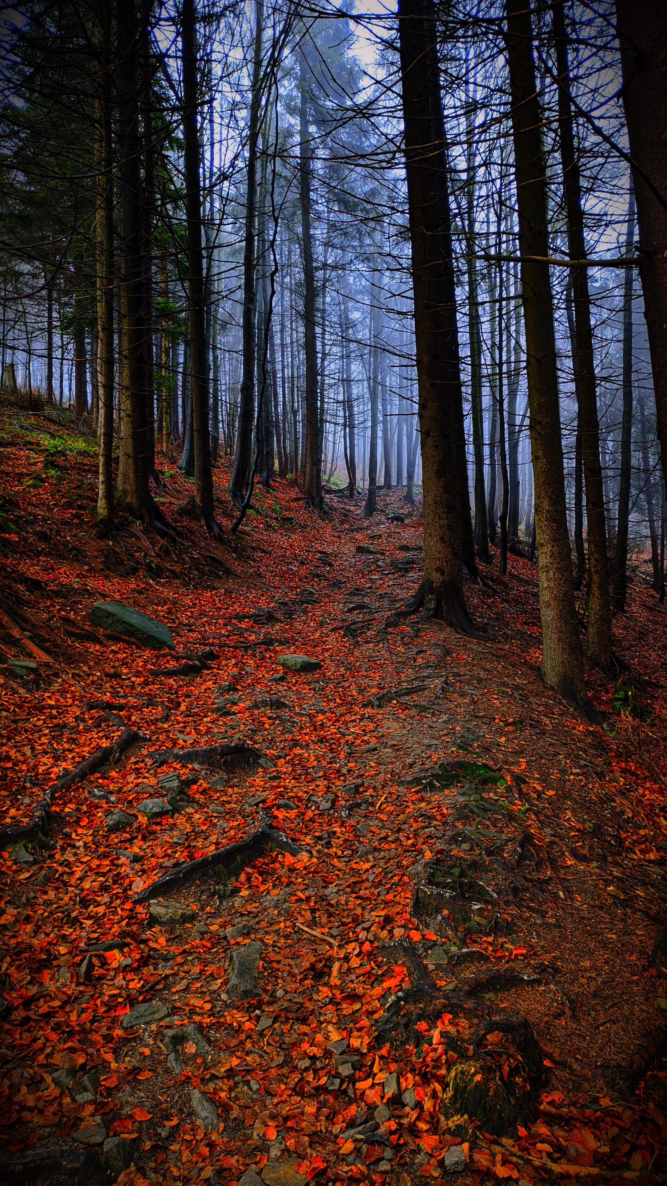 Forest path covered in autumn leaves HD Phone Wallpaper