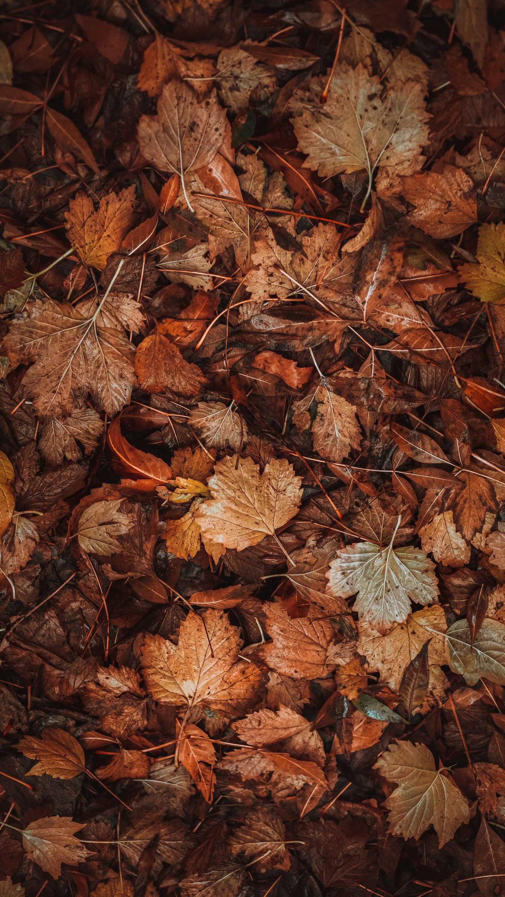 Pile of fallen autumn leaves HD Phone Wallpaper
