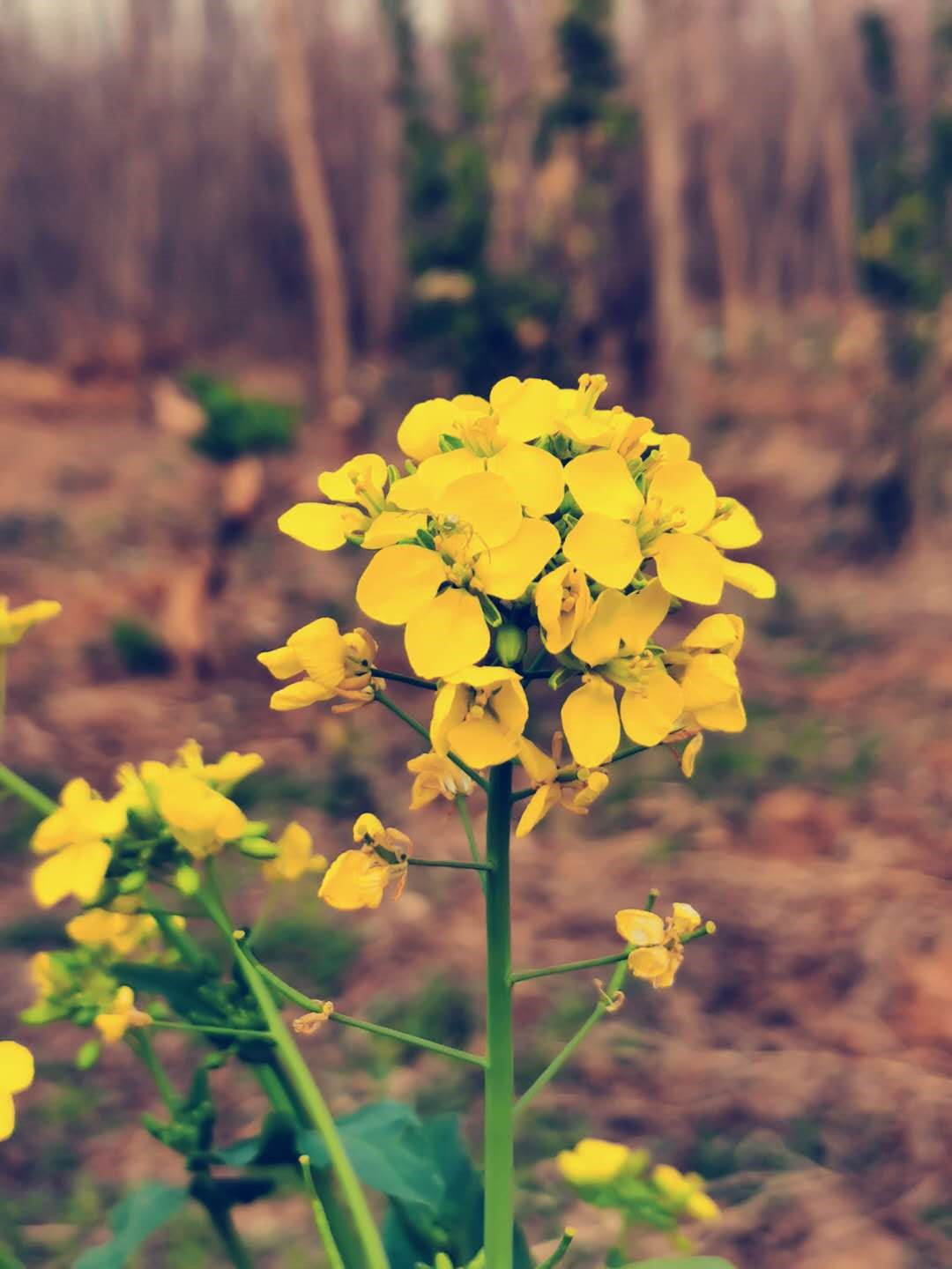Yellow flowers in a field HD Phone Wallpaper