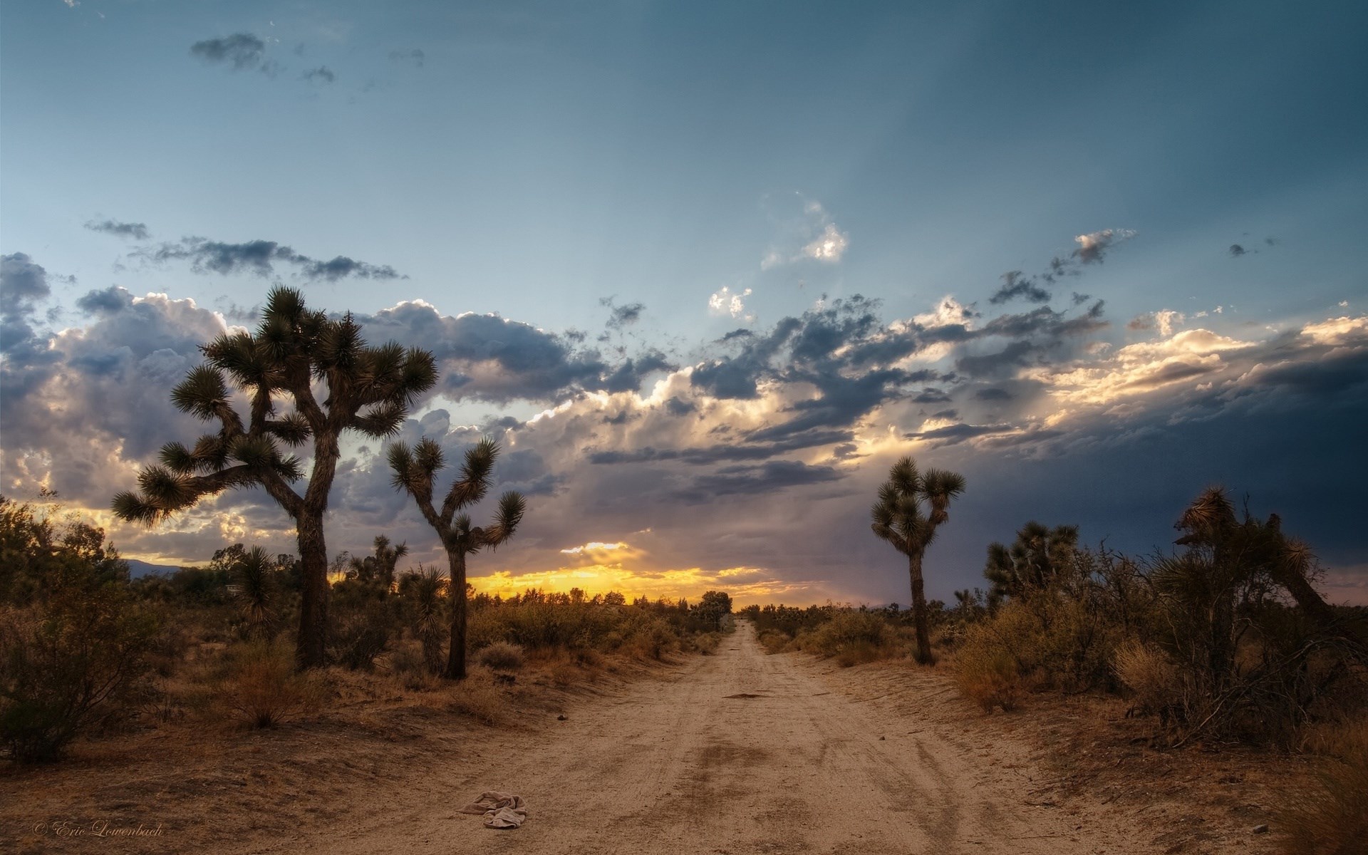Joshua Trees and Dirt Road at Sunset HD Wallpaper