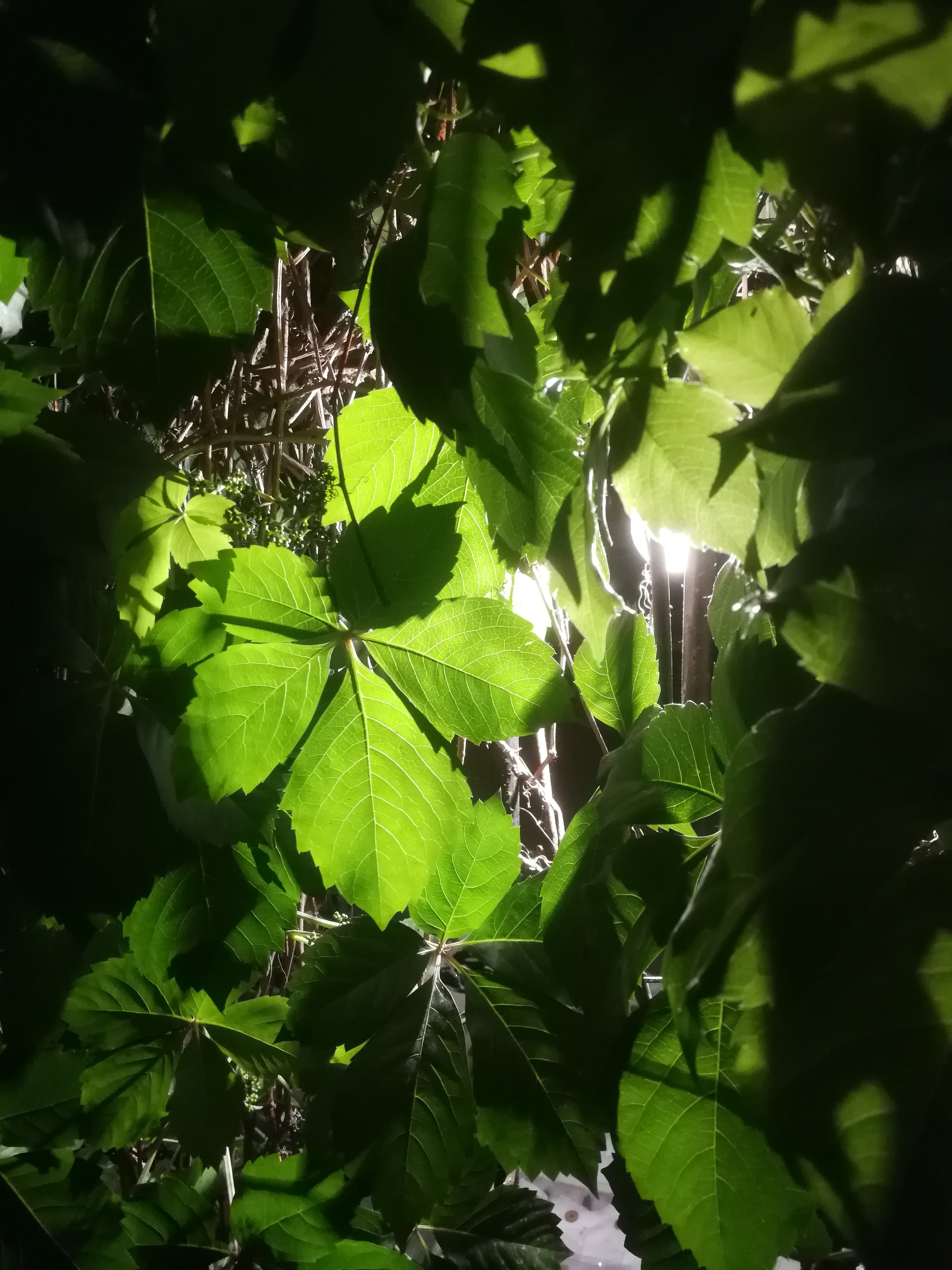 Green leaves illuminated by sunlight HD Phone Wallpaper