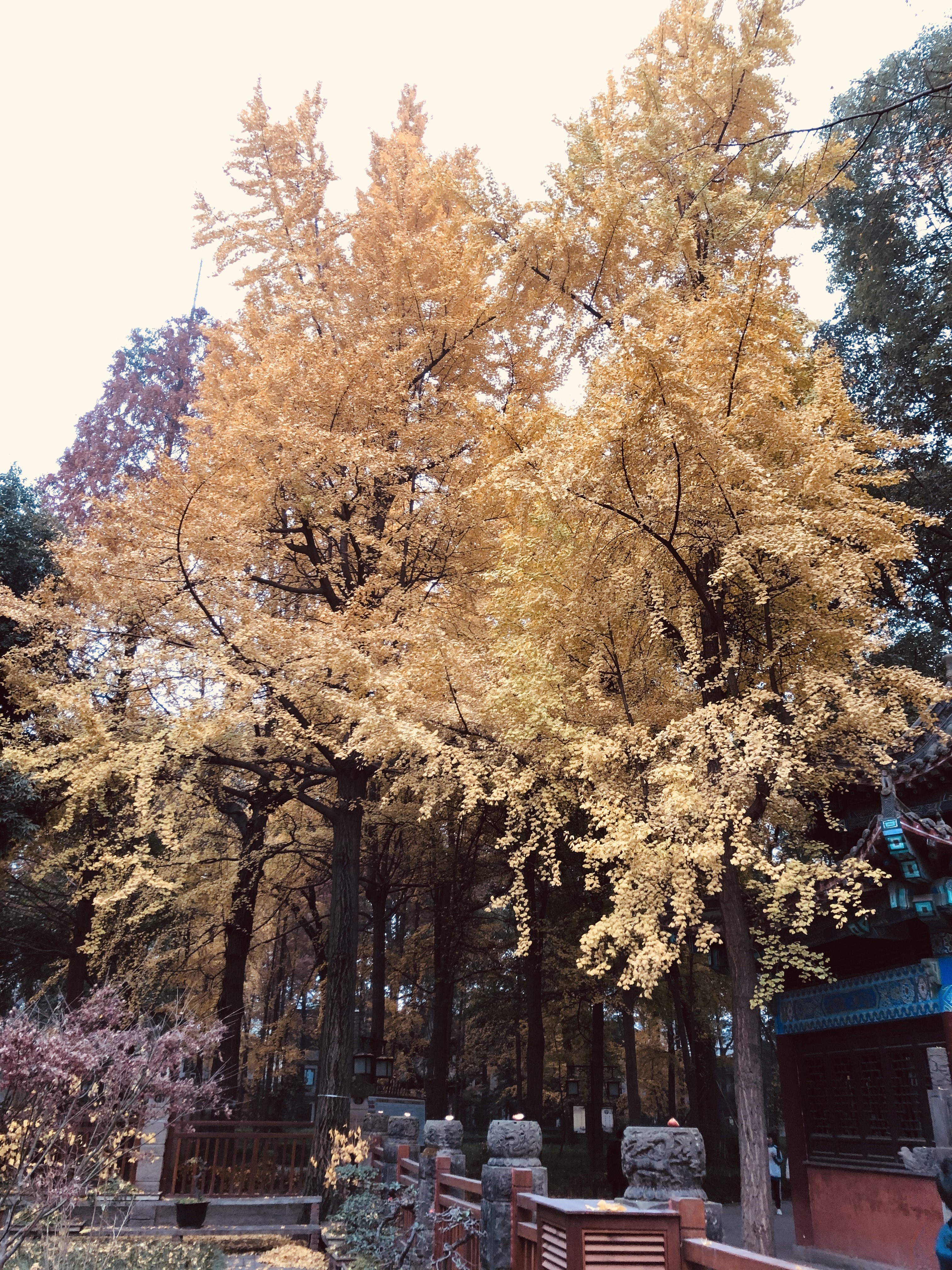 Golden Ginkgo Trees in Chengdu HD Phone Wallpaper