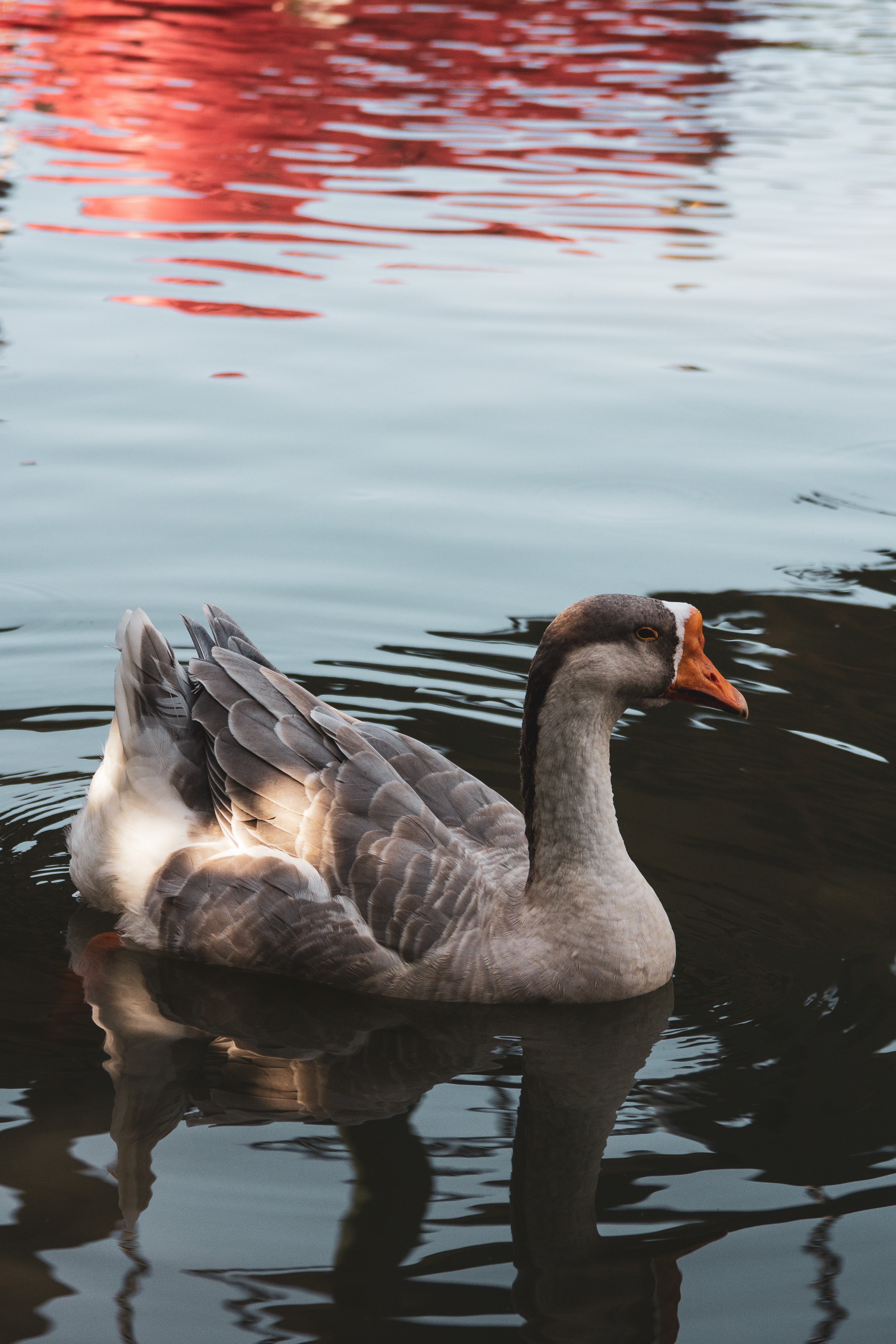 Goose swimming in water with reflection HD Phone Wallpaper