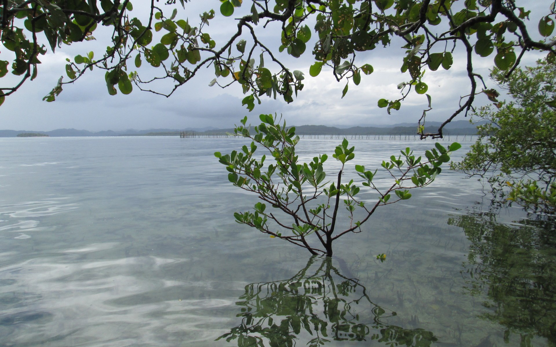 Mangrove tree in shallow water with distant structures HD Wallpaper