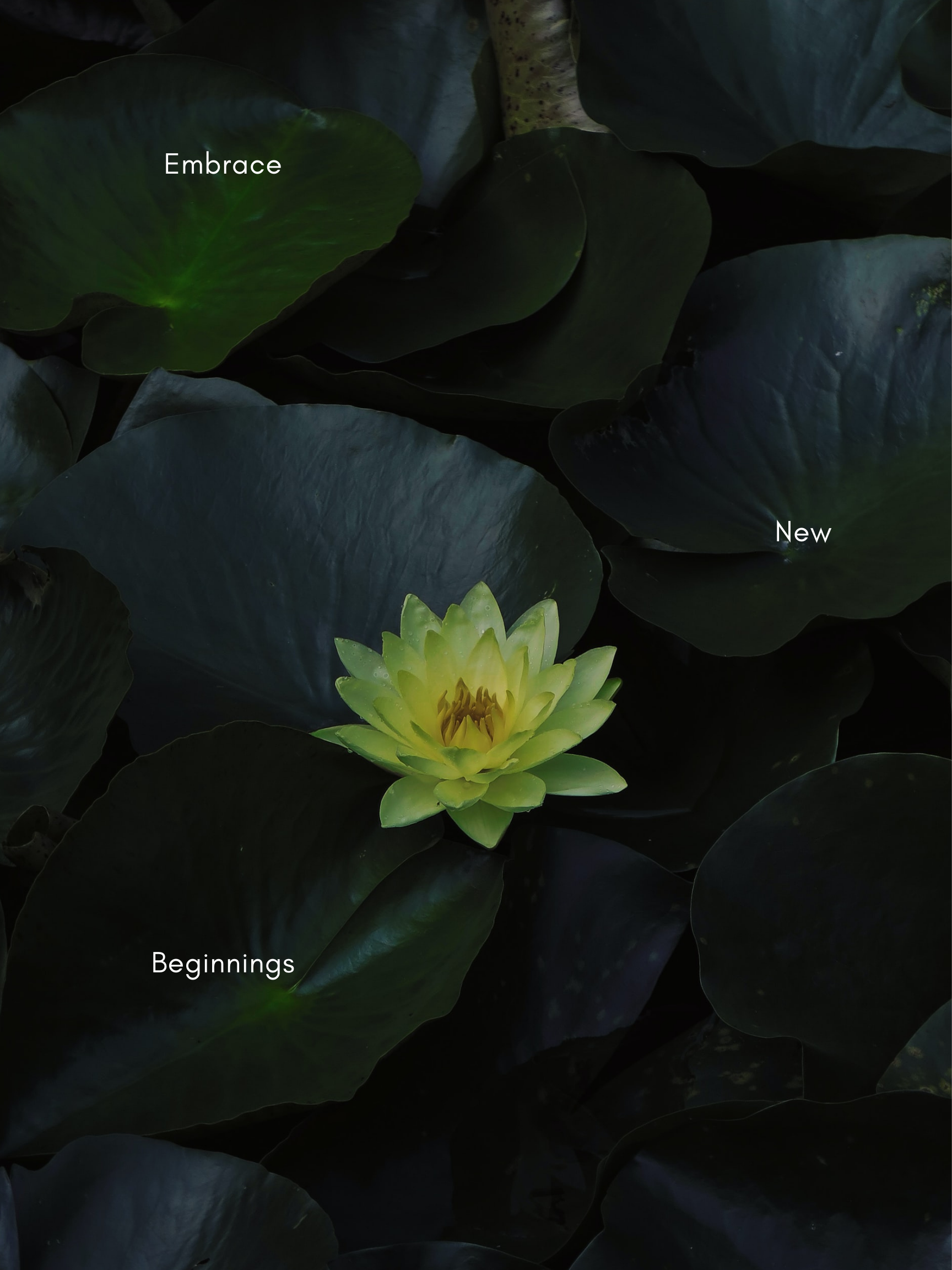 Embrace New Beginnings Lotus Flower HD Phone Wallpaper
