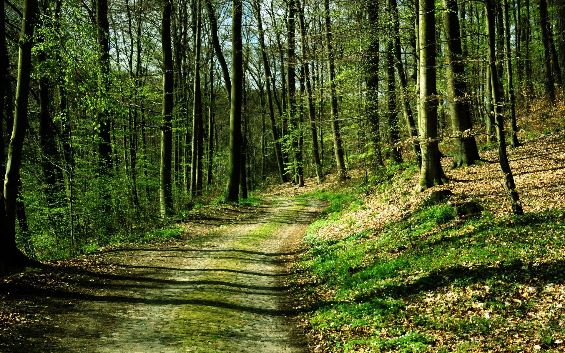A dirt path winds through a sun-dappled forest. HD Wallpaper