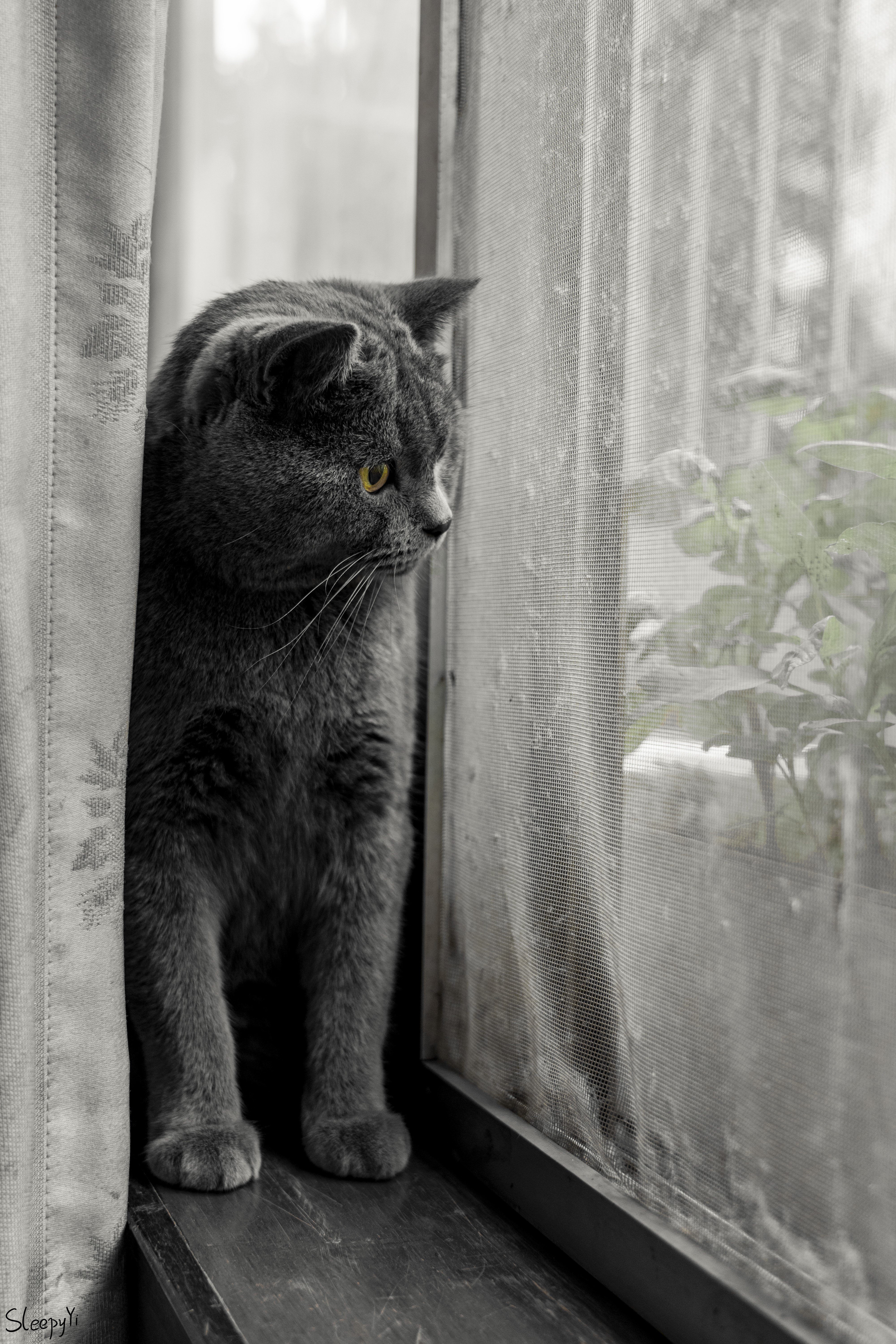 Gray cat looking out a window HD Phone Wallpaper