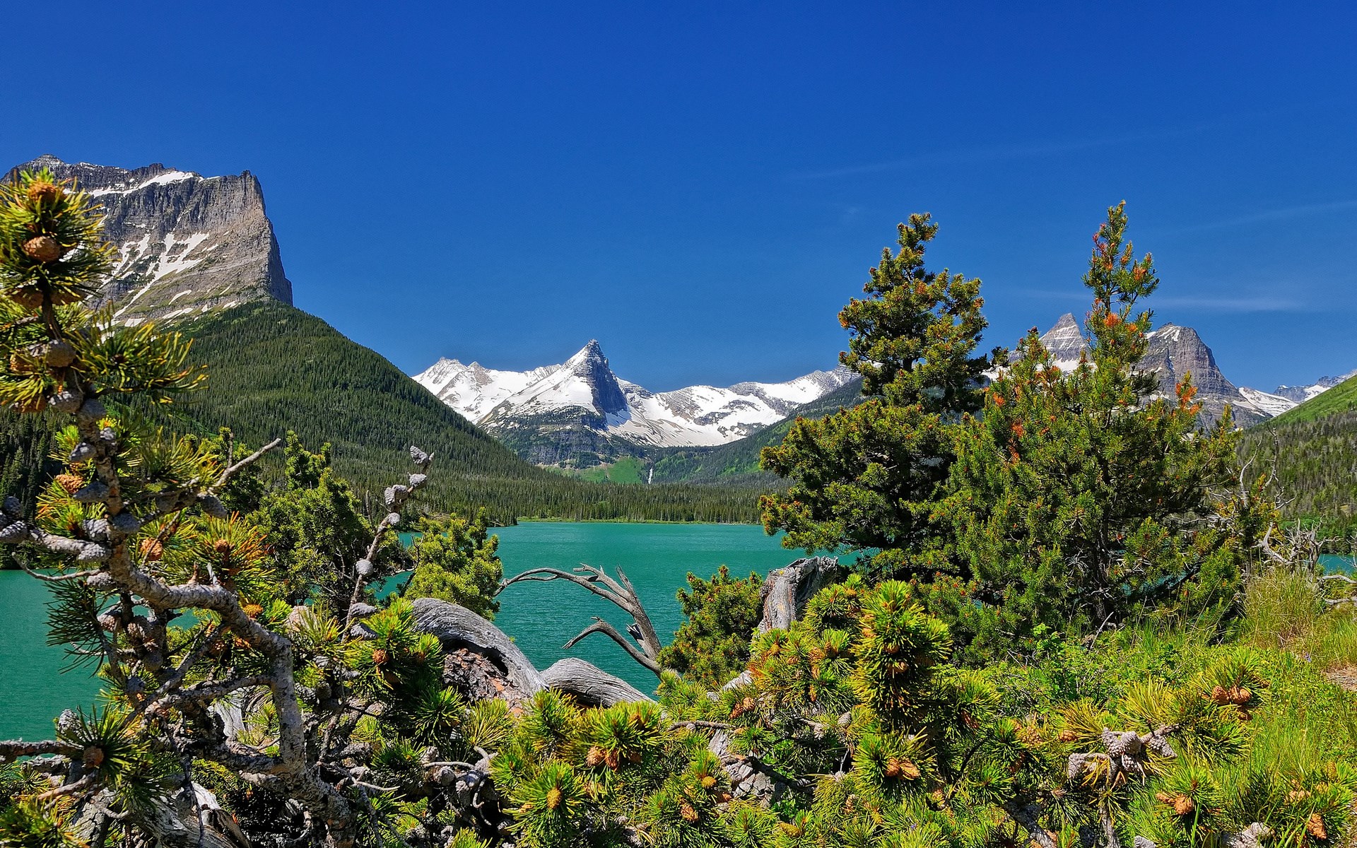 Turquoise lake and snow-capped mountains framed by pine trees HD Wallpaper