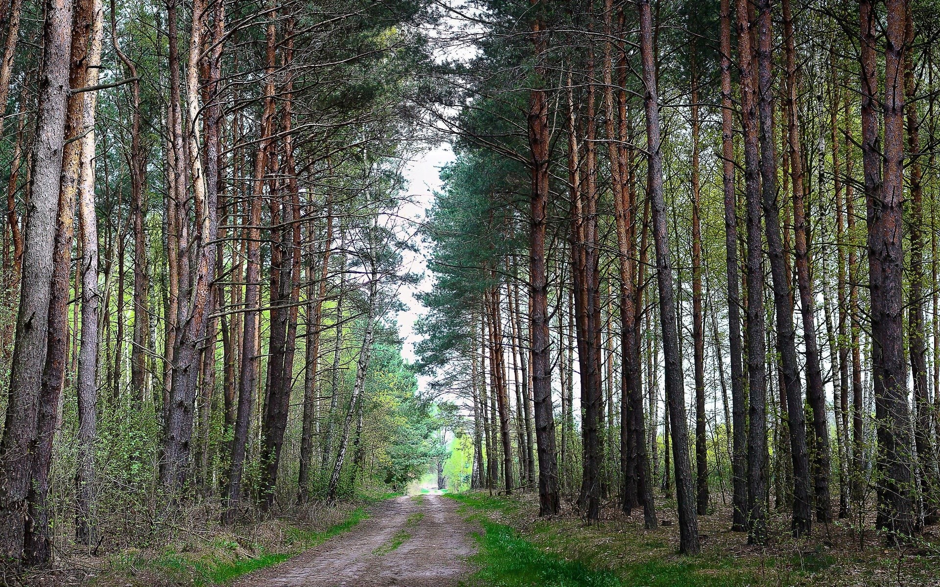 Dirt road through a pine forest HD Wallpaper