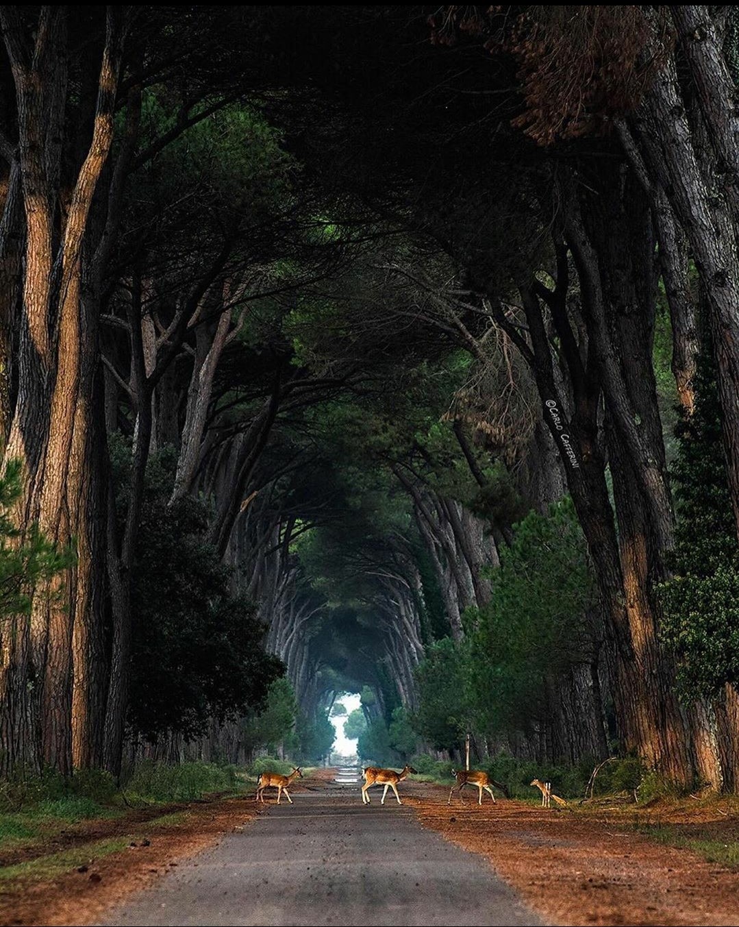 Deer on a road lined with trees in Italy HD Phone Wallpaper