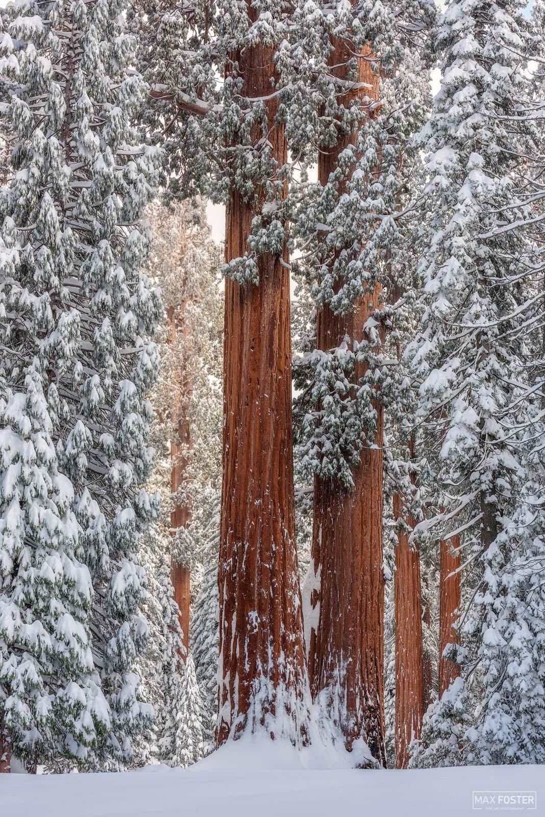 Giant sequoia trees covered in snow in winter HD Phone Wallpaper