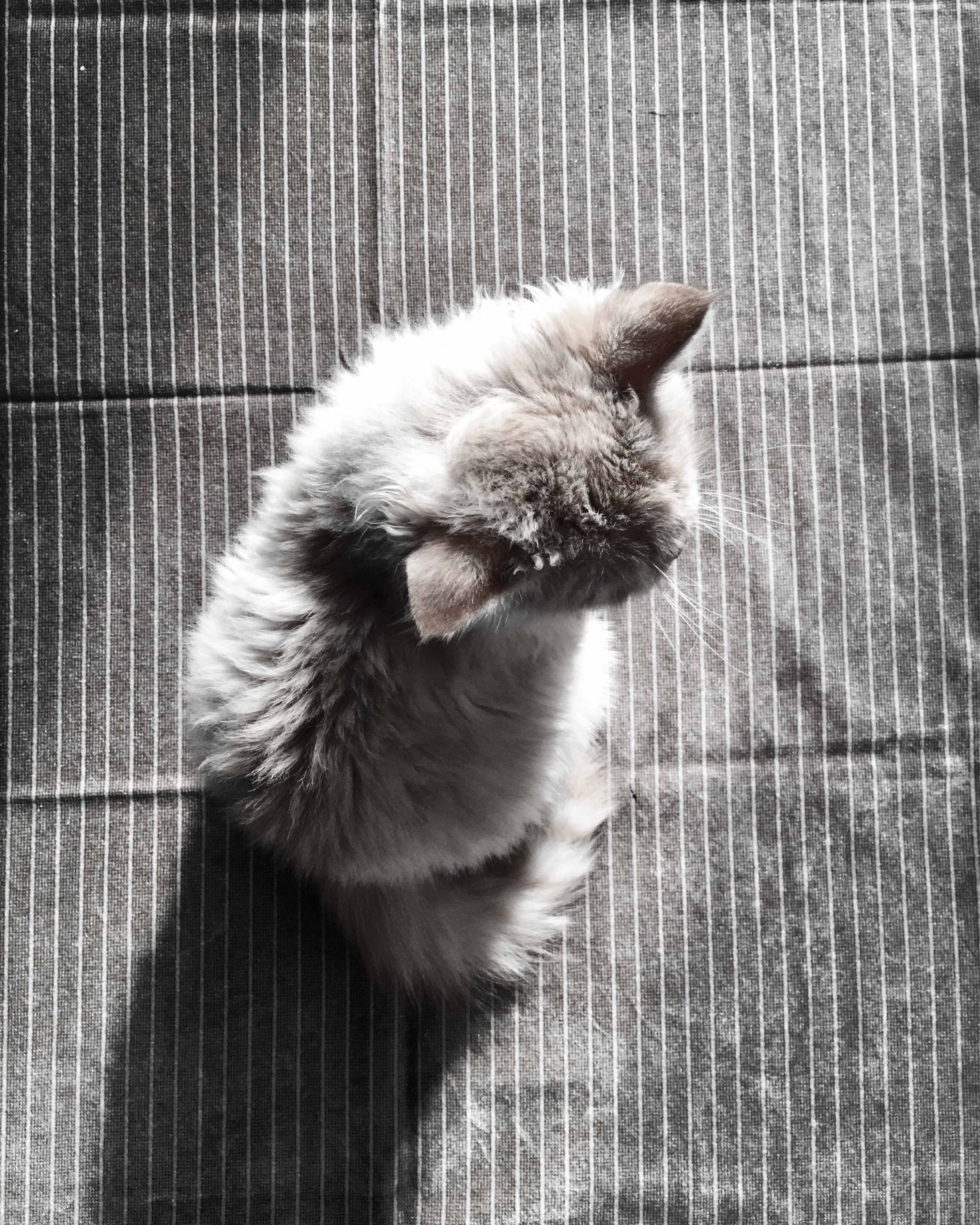 Fluffy gray cat sitting on striped fabric HD Phone Wallpaper