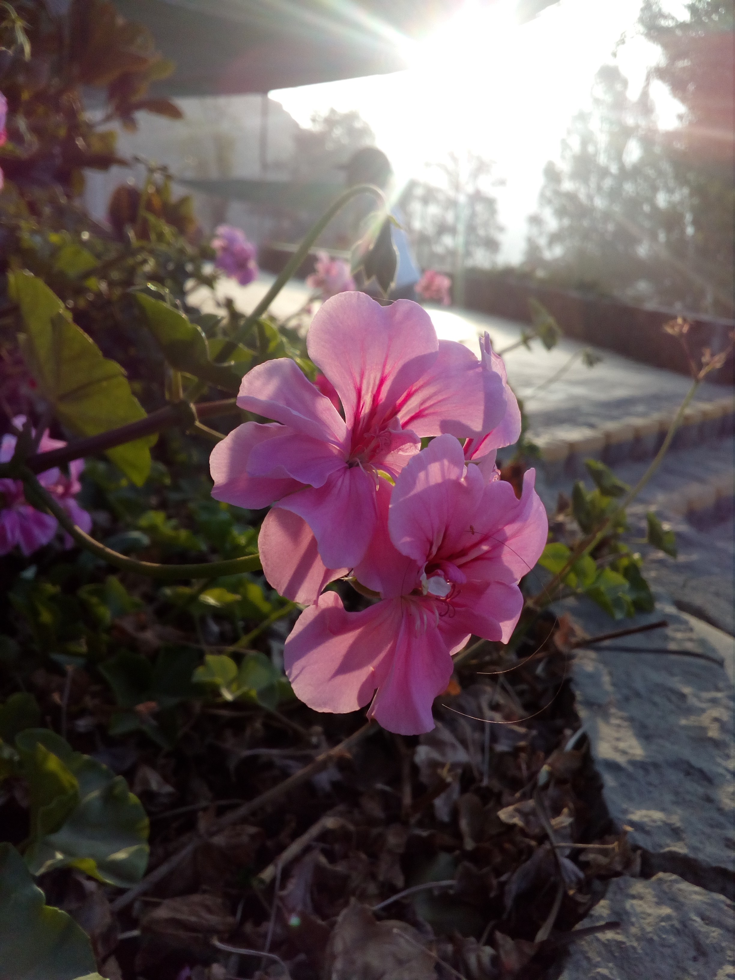 Pink geranium flowers in sunlight HD Phone Wallpaper