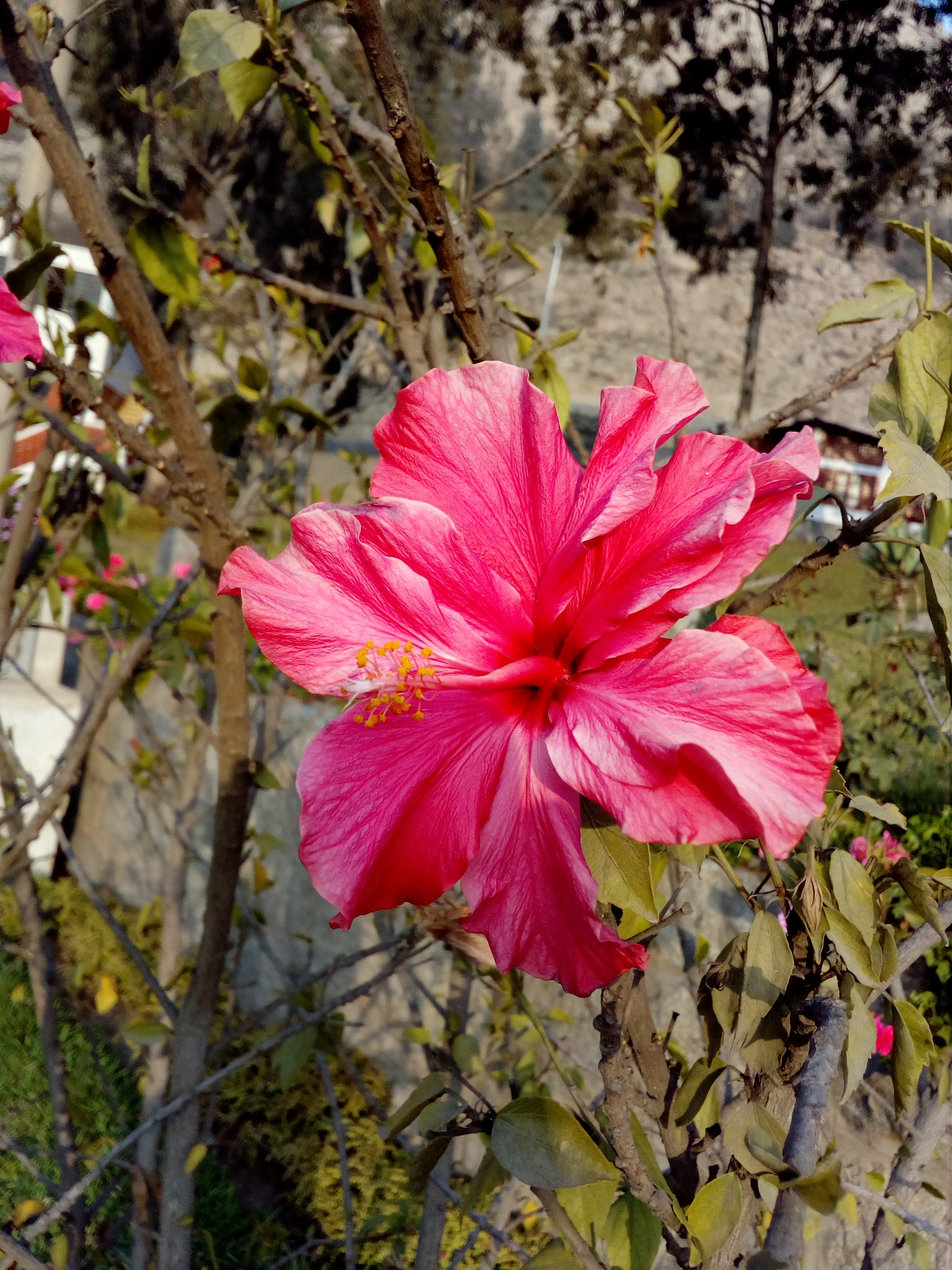 Pink Hibiscus flower on a branch HD Phone Wallpaper