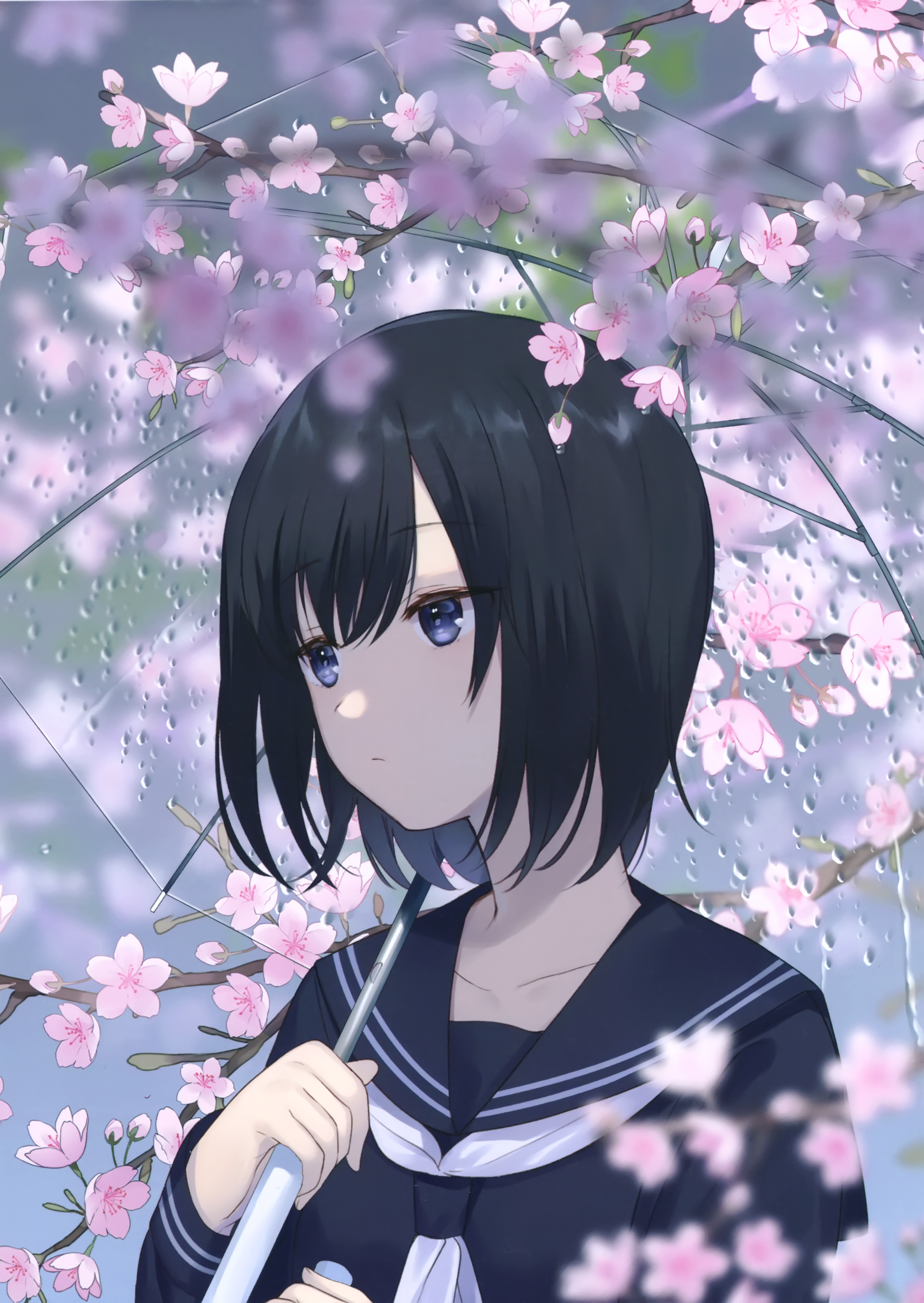 Anime girl with umbrella under cherry blossoms HD Phone Wallpaper