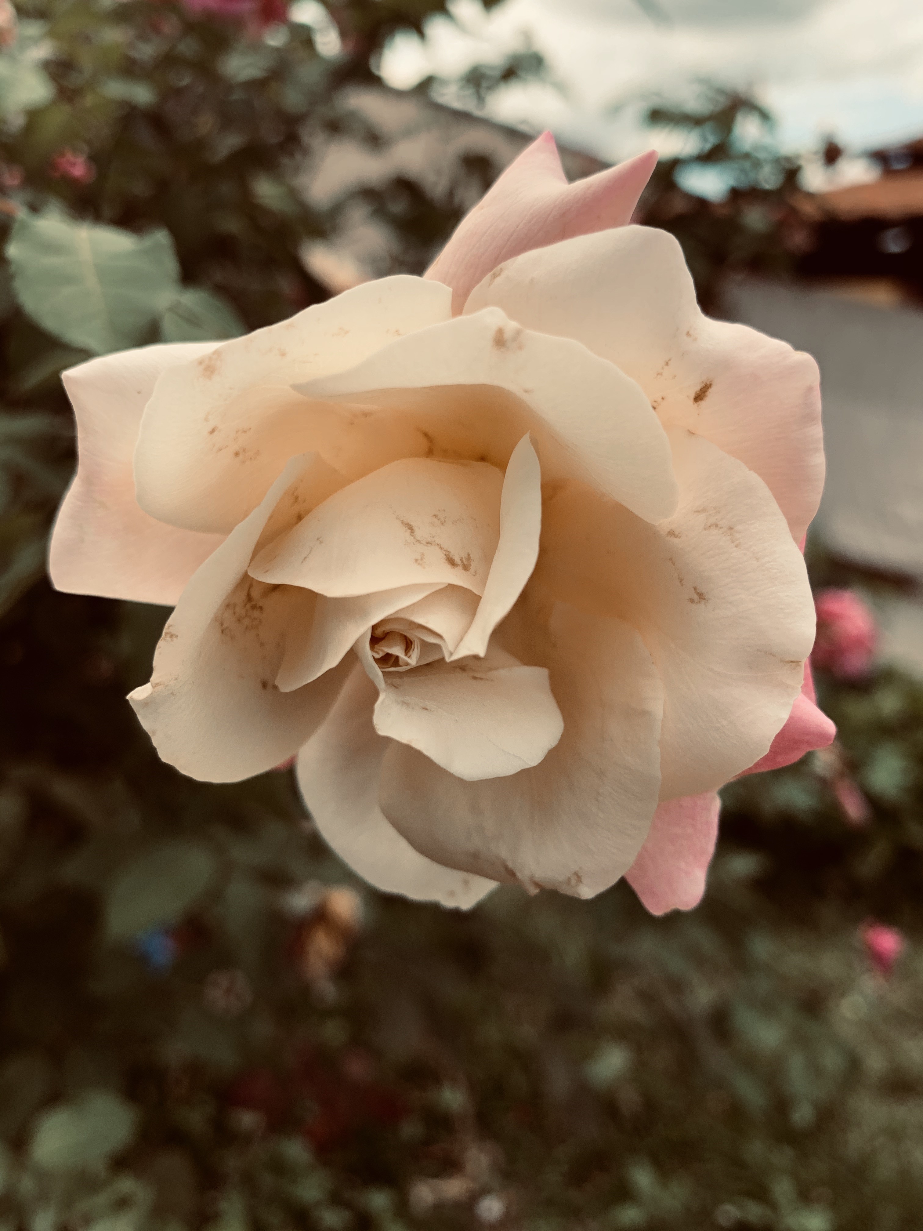 Pale pink rose in bloom HD Phone Wallpaper