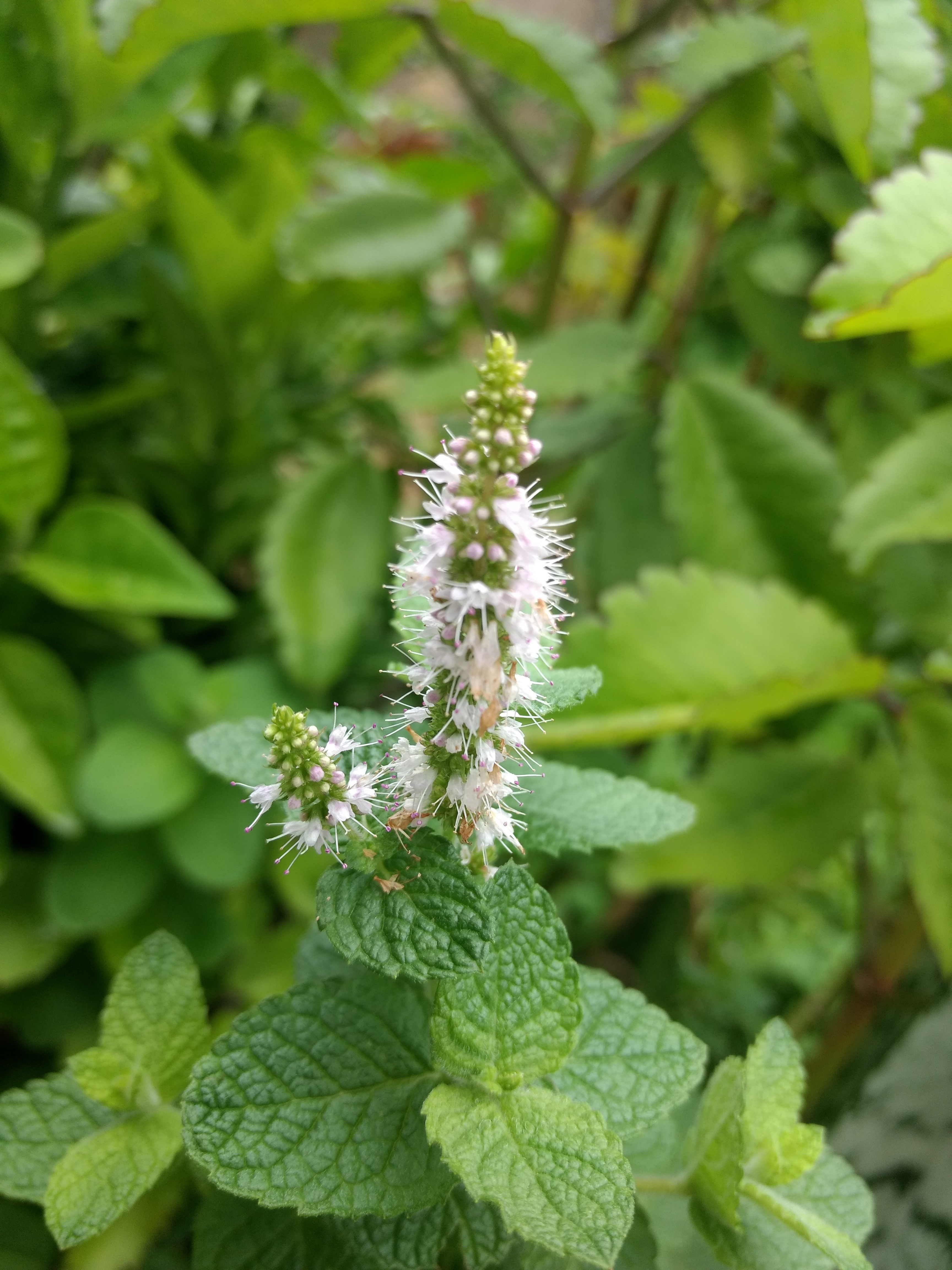 Close-up of a flowering mint plant with green leaves HD Phone Wallpaper