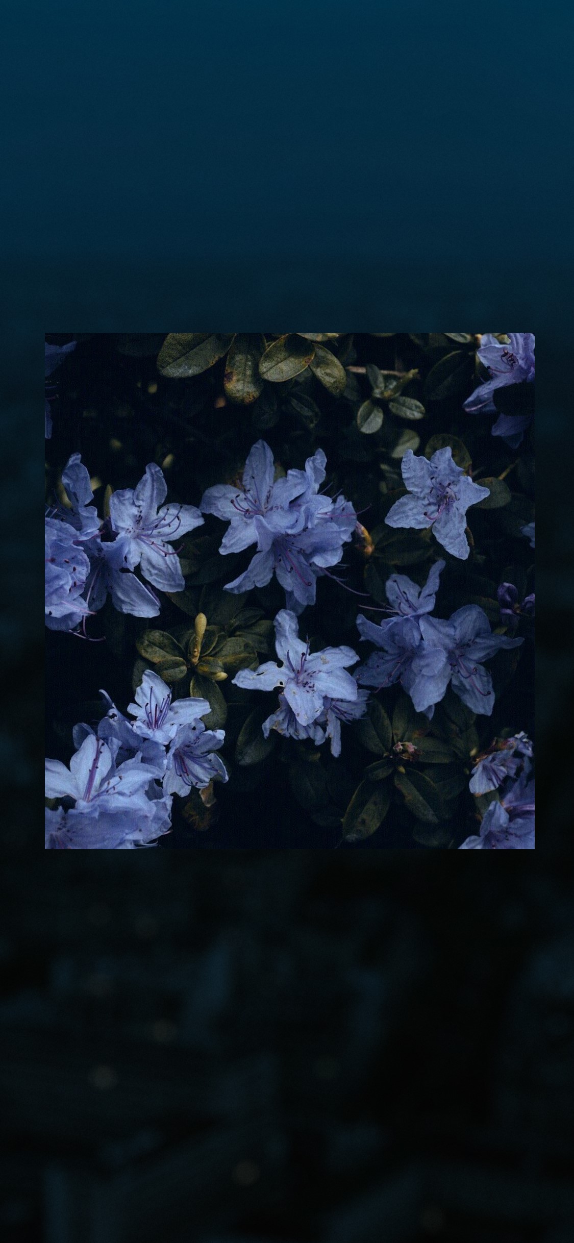 Close-up of blue azalea flowers HD Phone Wallpaper