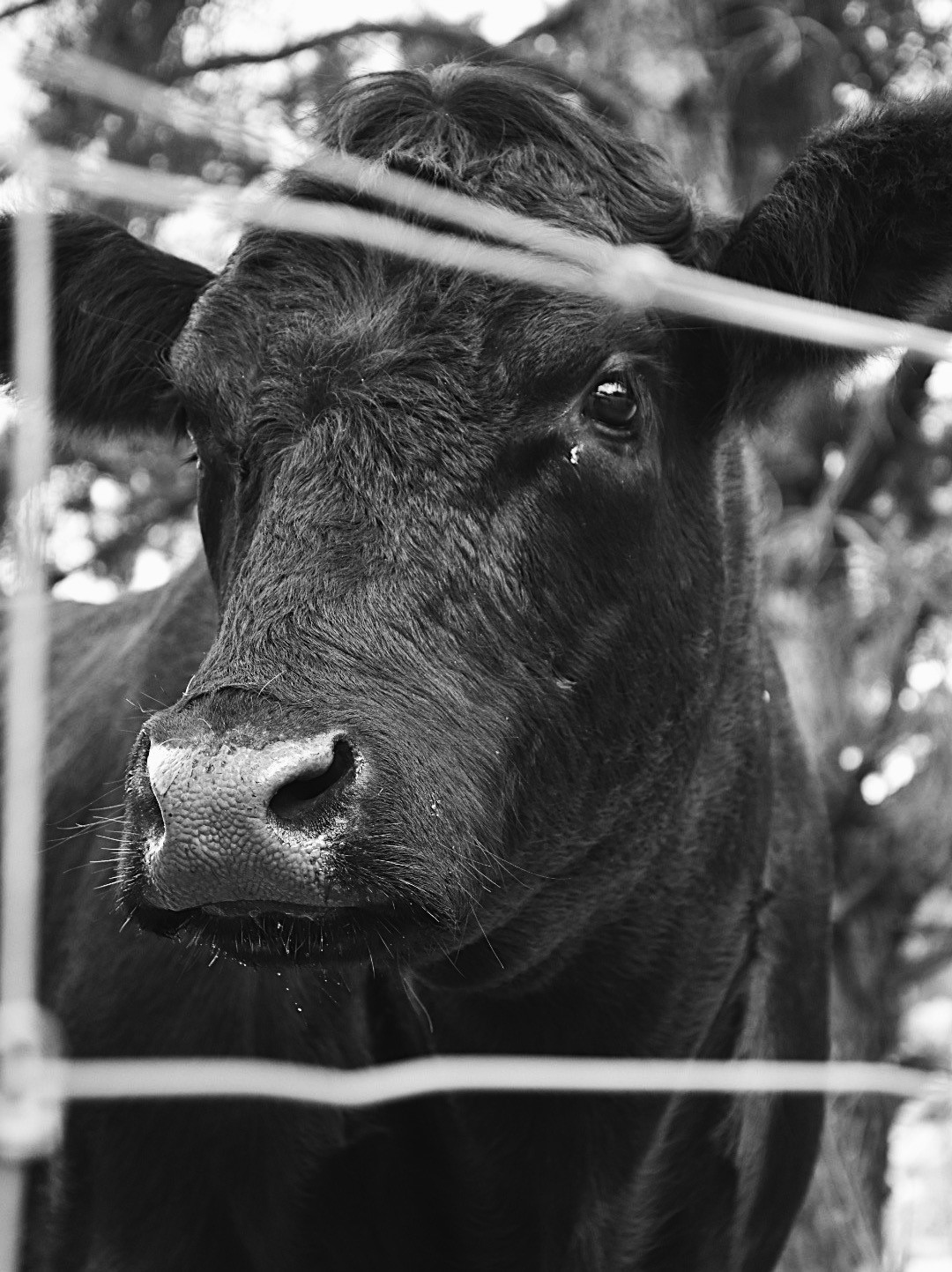 Black cow behind a fence HD Phone Wallpaper
