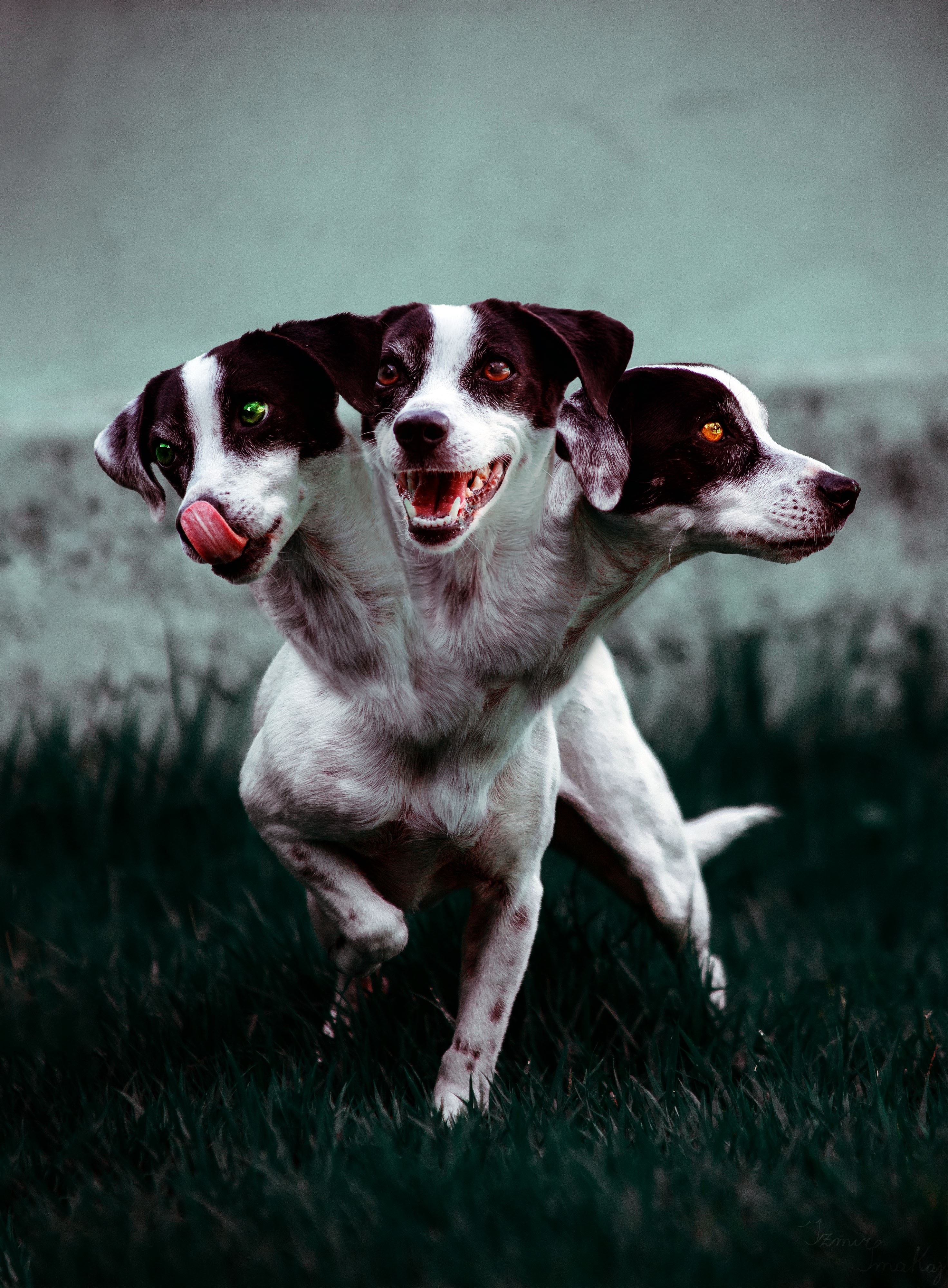 Artwork of a three-headed dog, Cerberus HD Phone Wallpaper