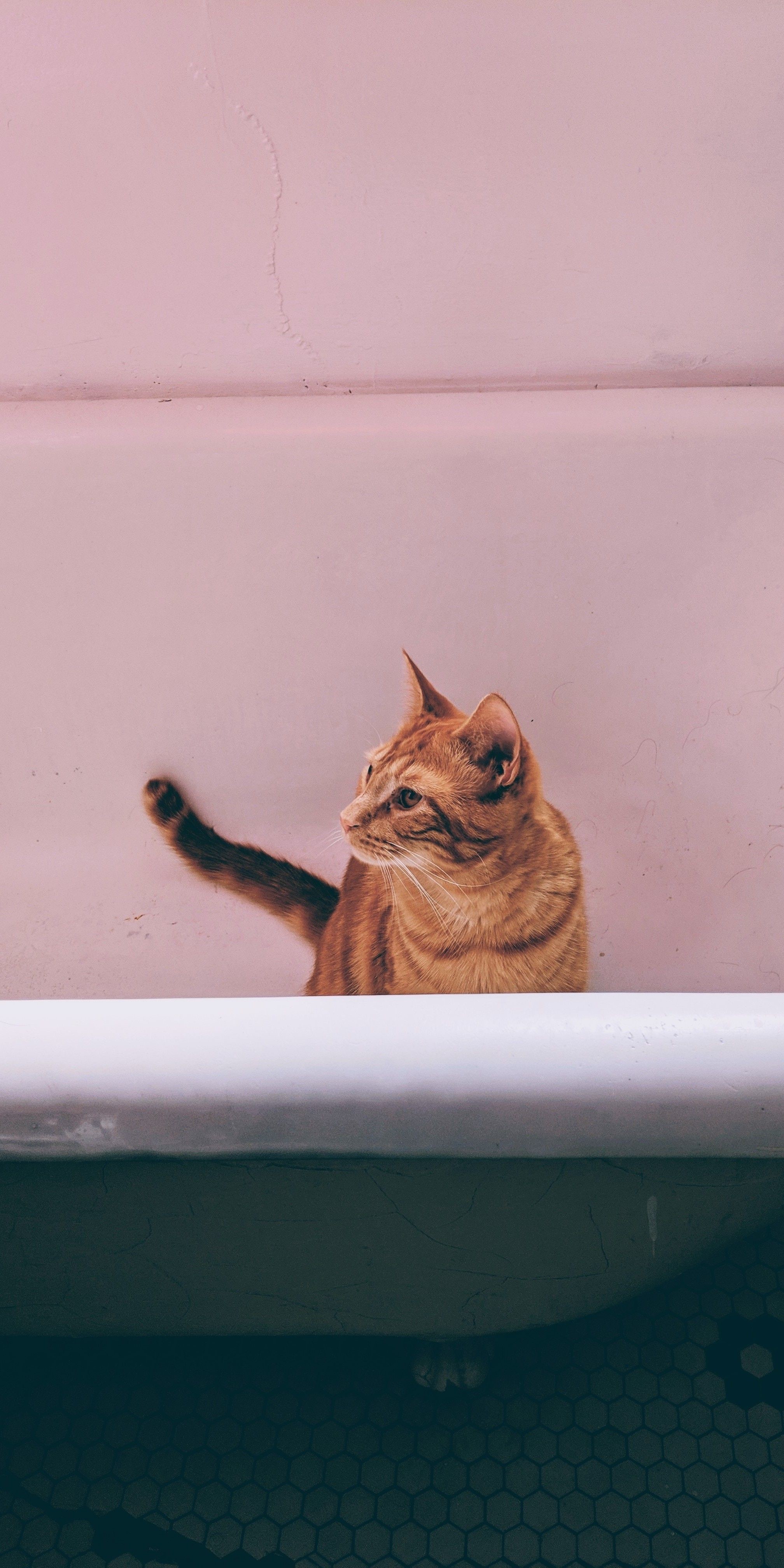 Orange tabby cat in a bathtub HD Phone Wallpaper