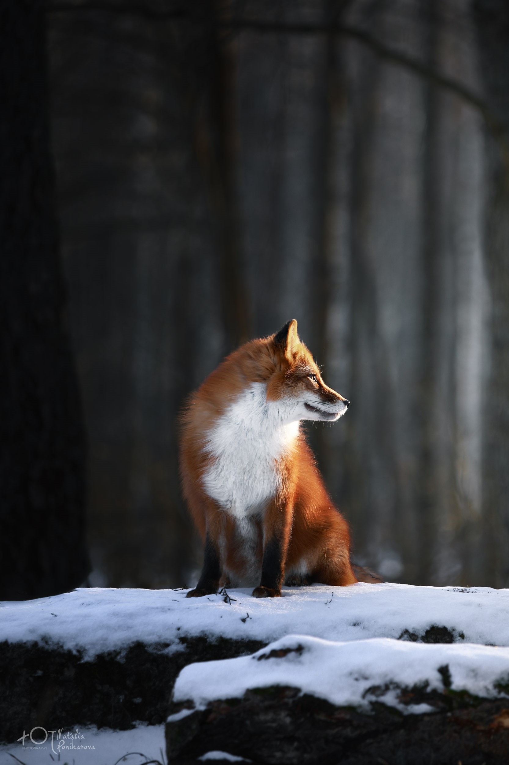 Red Fox in Snowy Winter Forest HD Phone Wallpaper