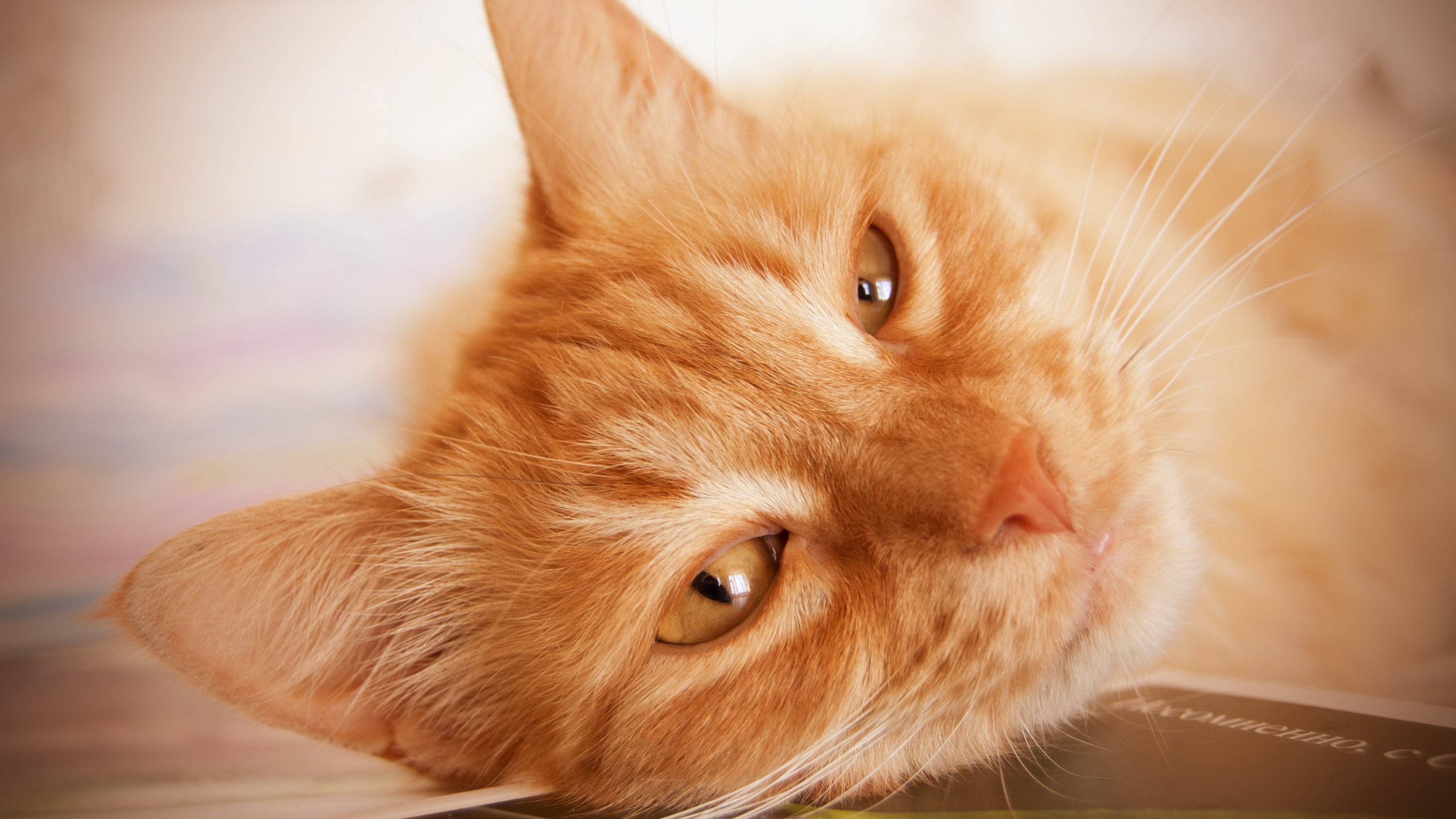 Close-up of an orange tabby cat's face HD Wallpaper