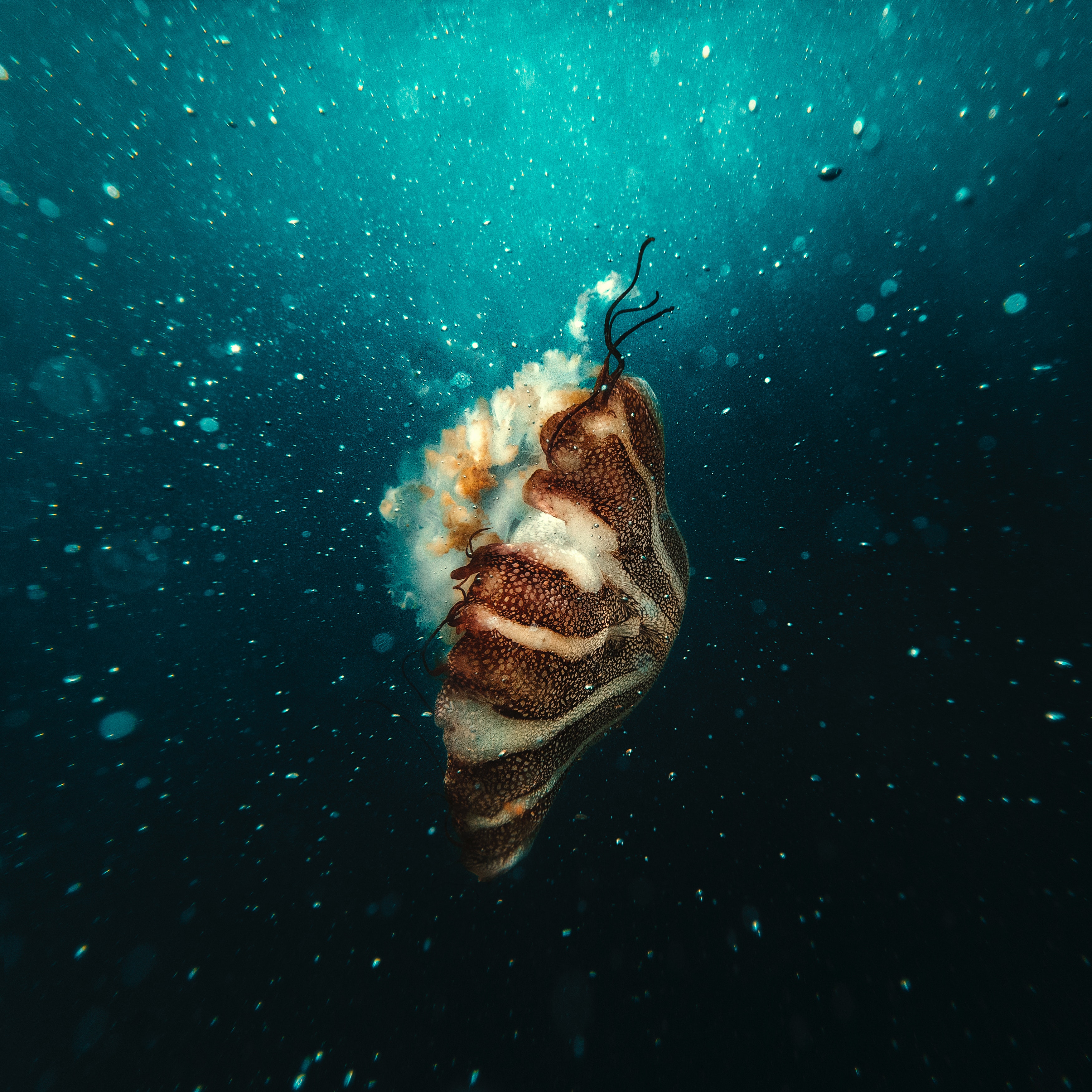 4K Underwater Jellyfish HD Wallpaper