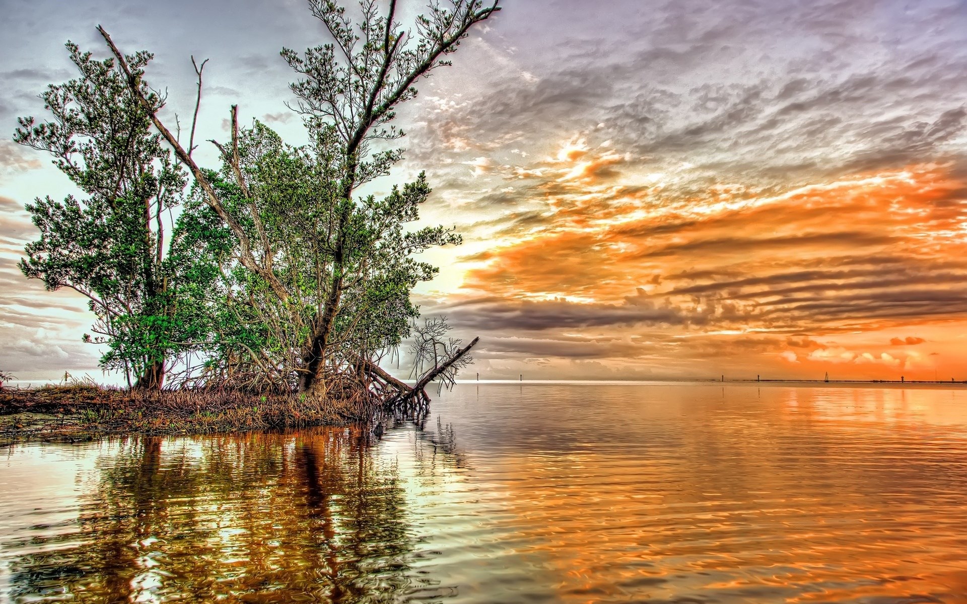 Mangrove trees reflected in water at sunset HD Wallpaper