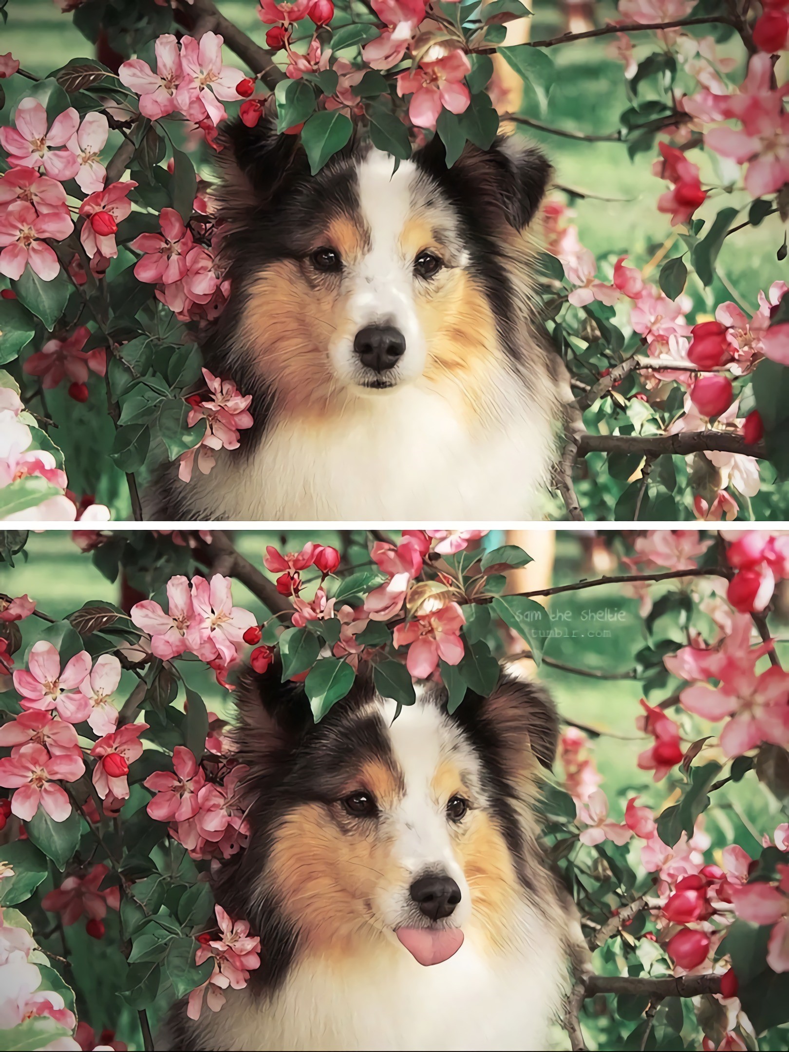 Dog with pink flowers HD Phone Wallpaper